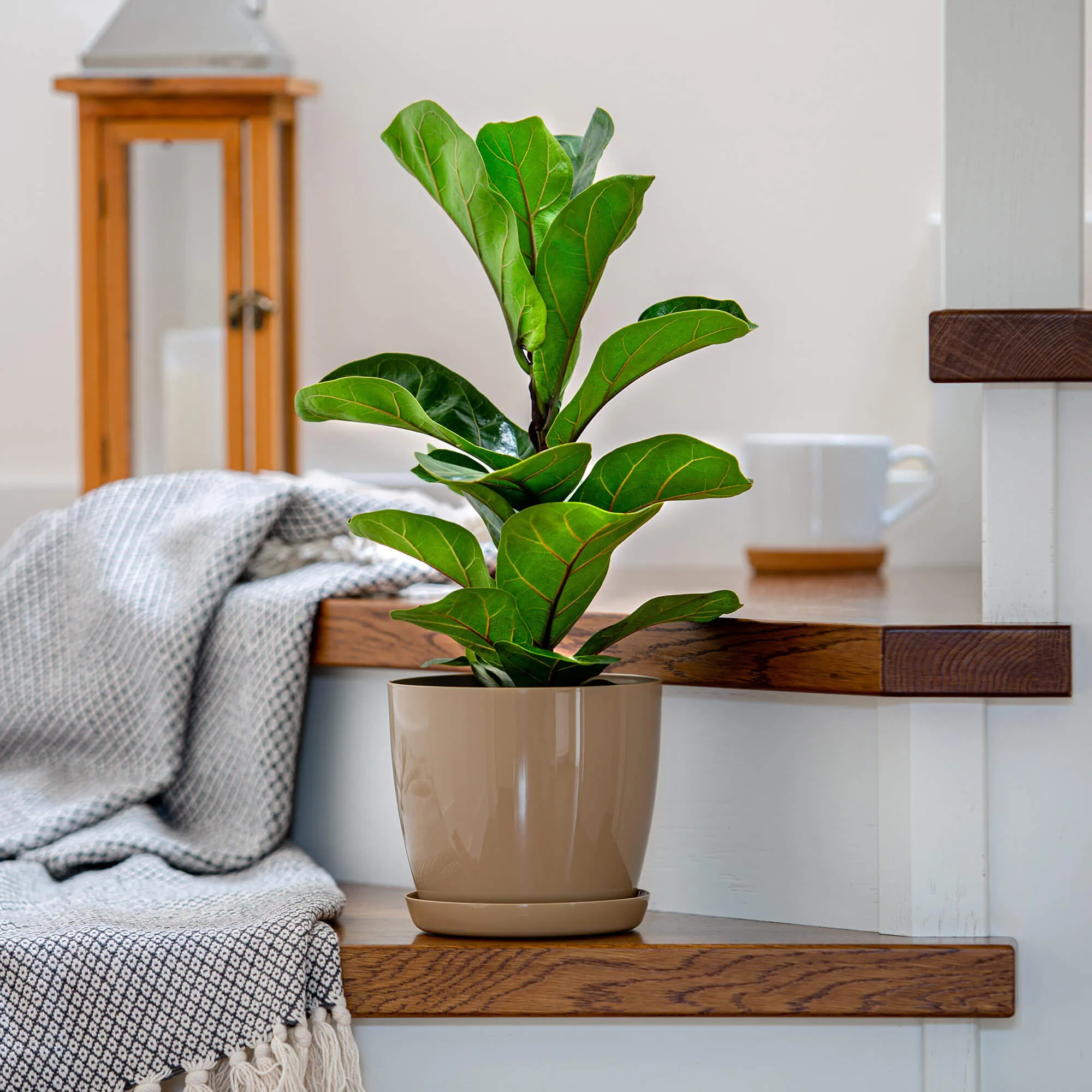 Agen vazonas su lėkštute 23 cm