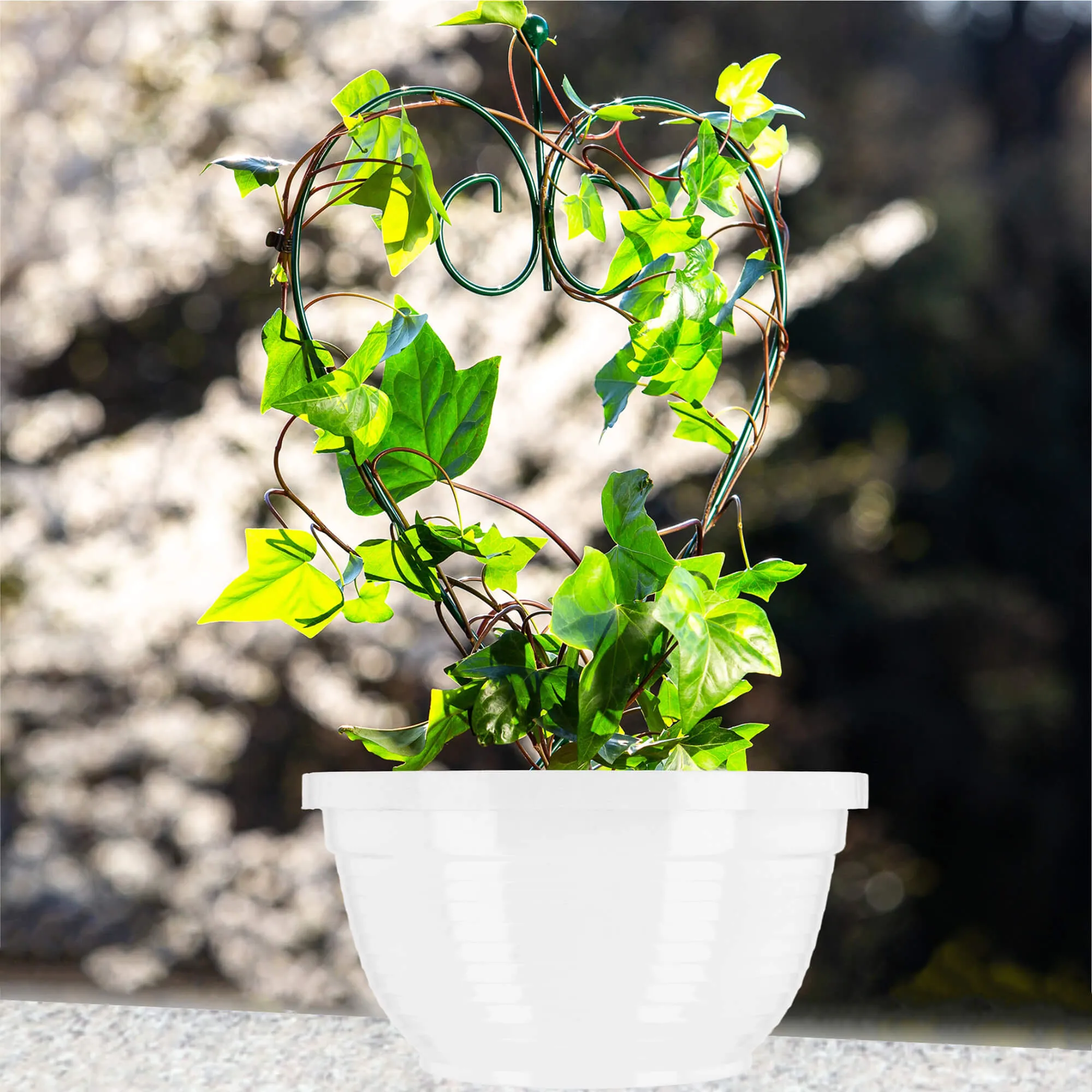 Verna kapinių gėlių dubuo 26 x 12 cm