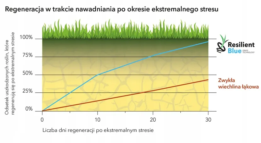 Barenbrug Resilient Blue Lawn 1 kg sausrai atspari žolė