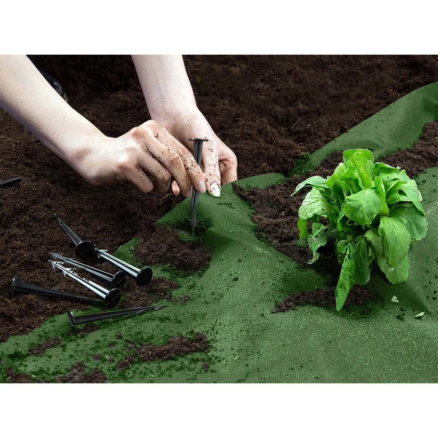 Sodo agrotekstilė 1,6 m x 50 m 90 g/m2 + 100 „Plonos“ smeigtukų - juoda ir žalia - nuotrauka 1