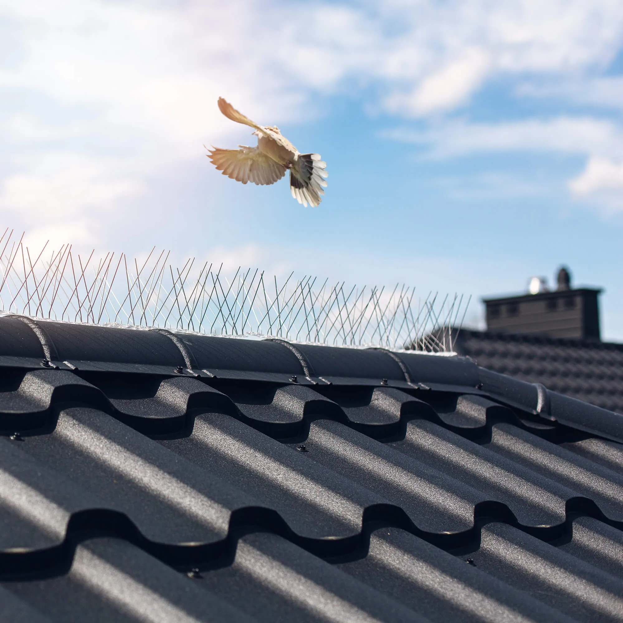 Paukščių spygliai 16 x 33 cm, 1 vnt.