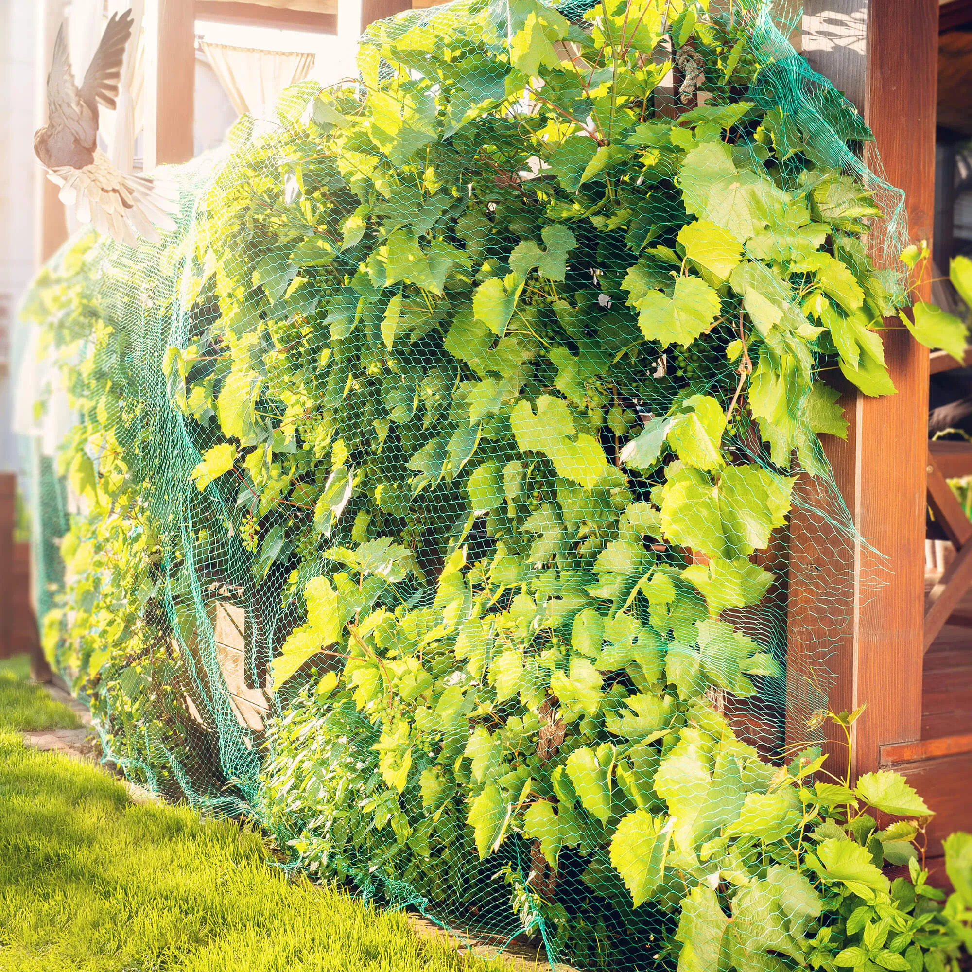 Trivio paukščių apsaugos tinklas 8 x 50 m