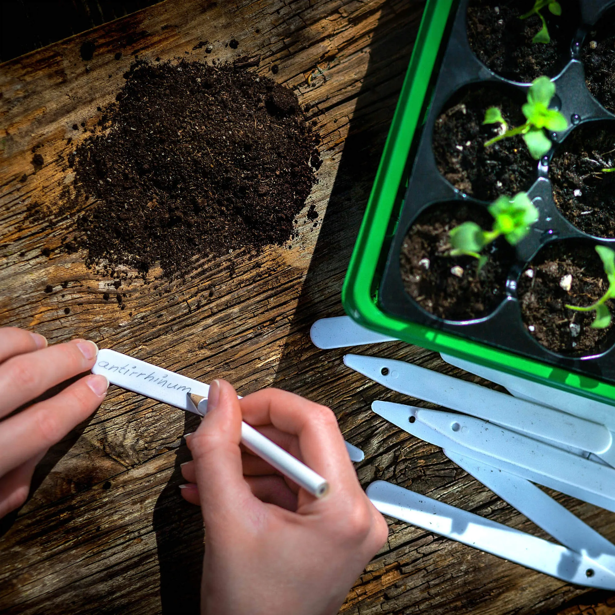 Auriac augalų žymėjimo etiketės, 30 vnt.