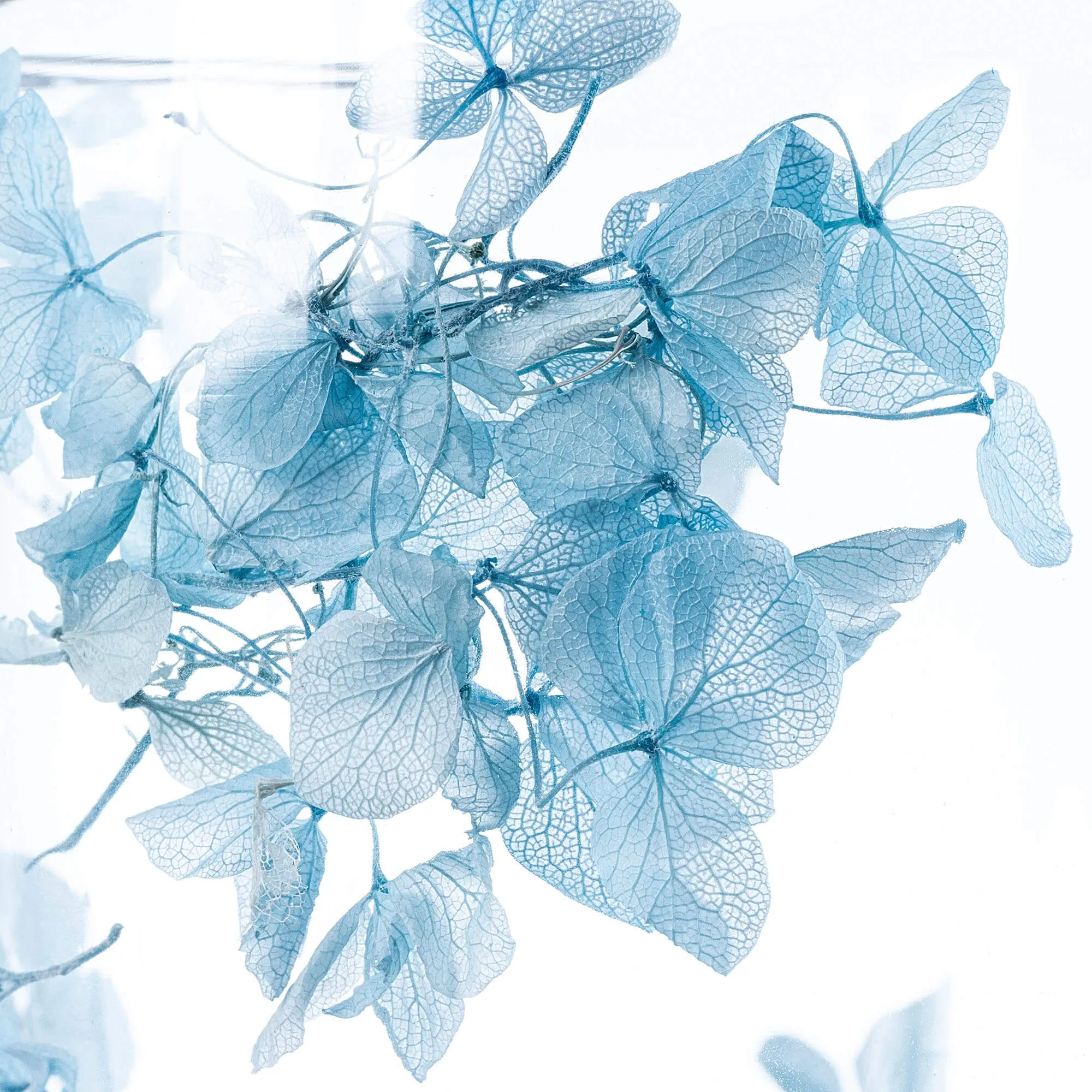 Terminis puodelis su gėlių motyvu „Riga“, 350 ml, mėlynas, 1 vnt.