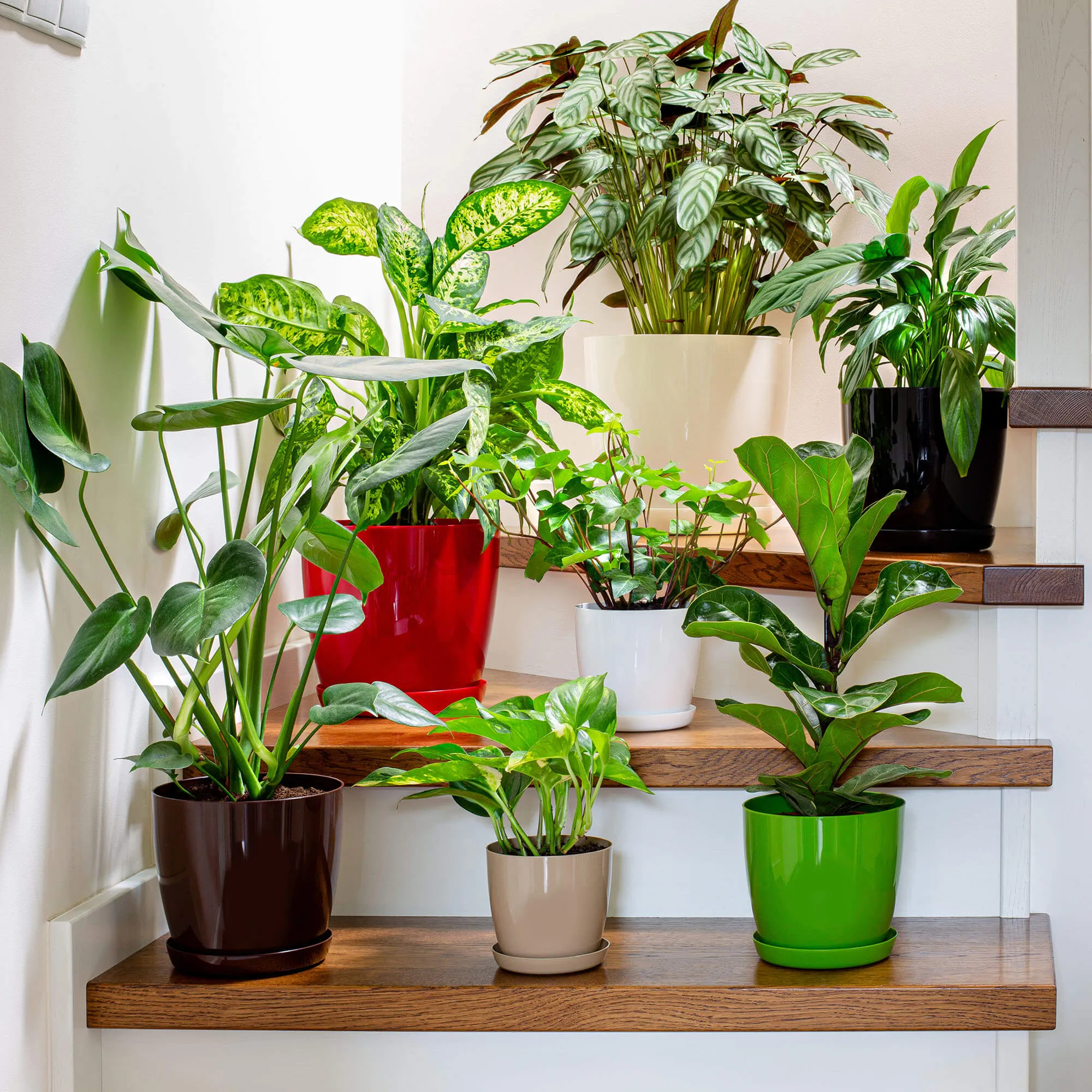 Agen vazonas su lėkštute 18 cm