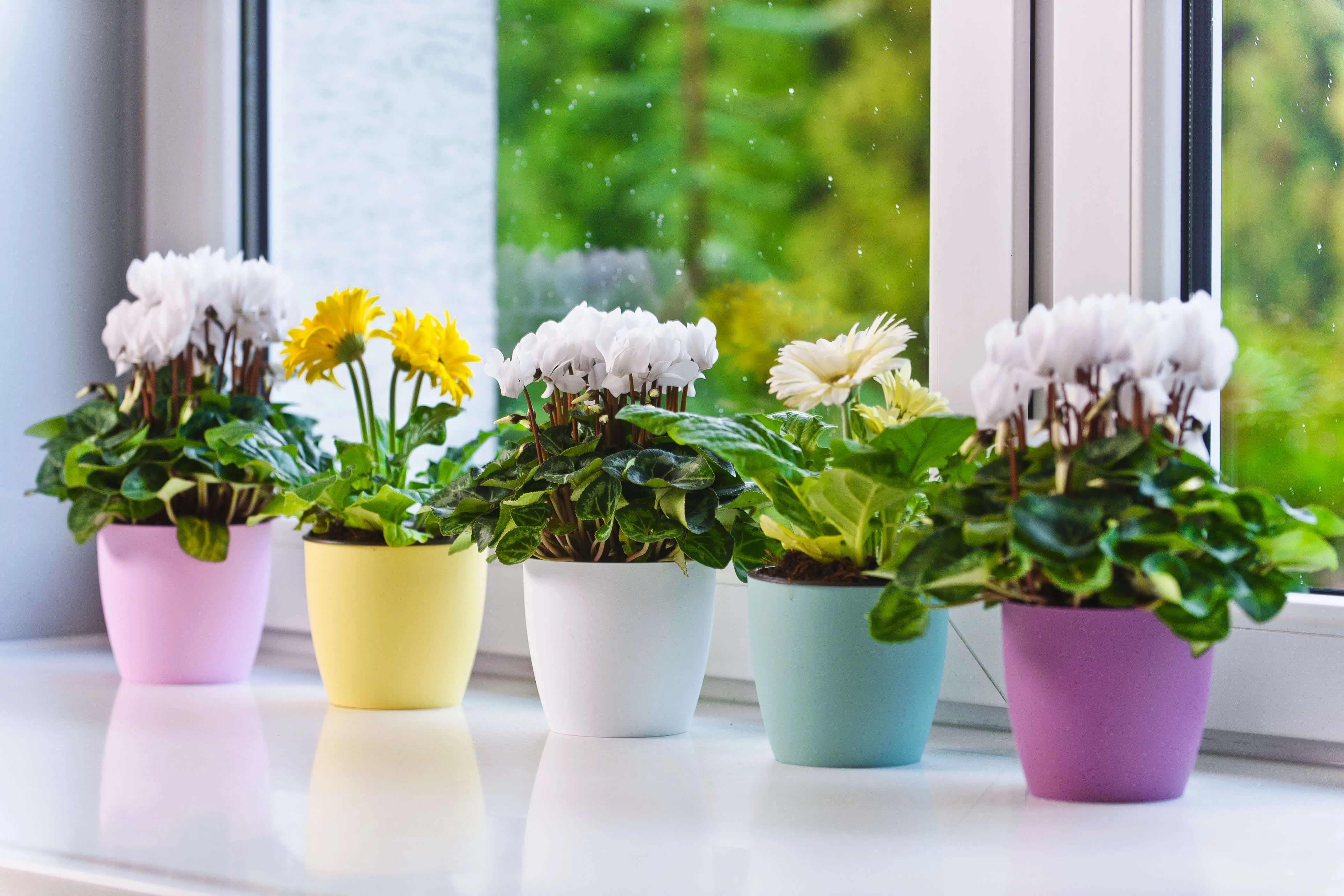 Agen vazonas su lėkštute 25 cm