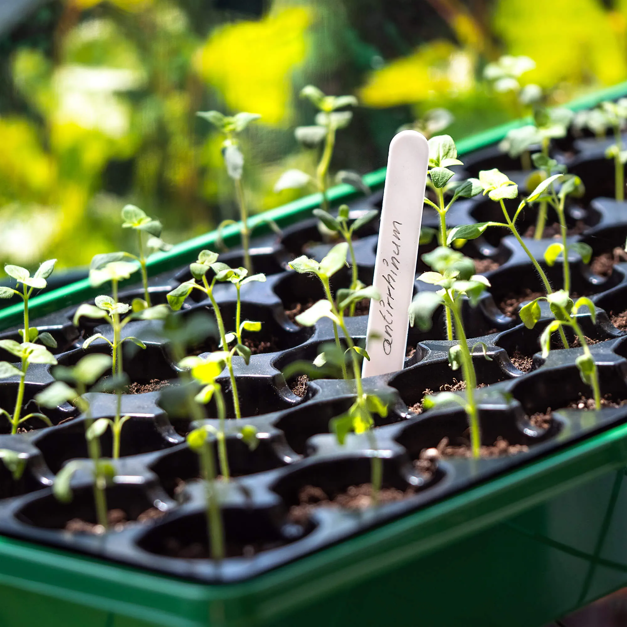 Auriac augalų žymėjimo etiketės, 30 vnt.