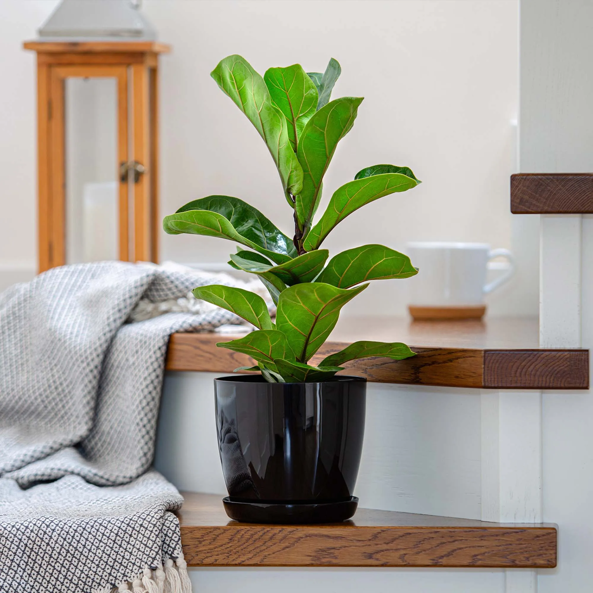 Agen vazonas su lėkštute, juodas, 23 cm, 3 vnt.