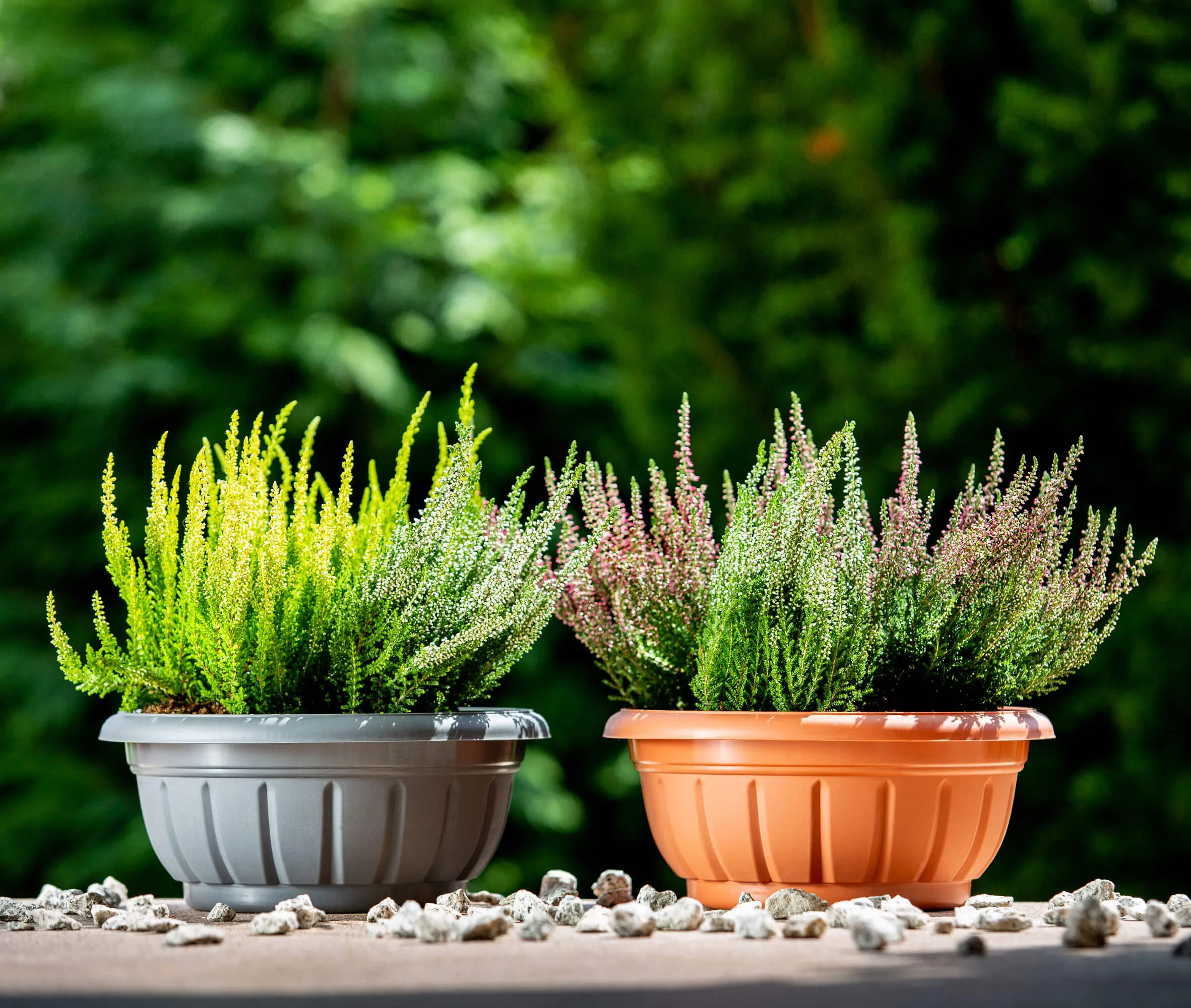 Budrio grafitinis gėlių dubuo 20 cm