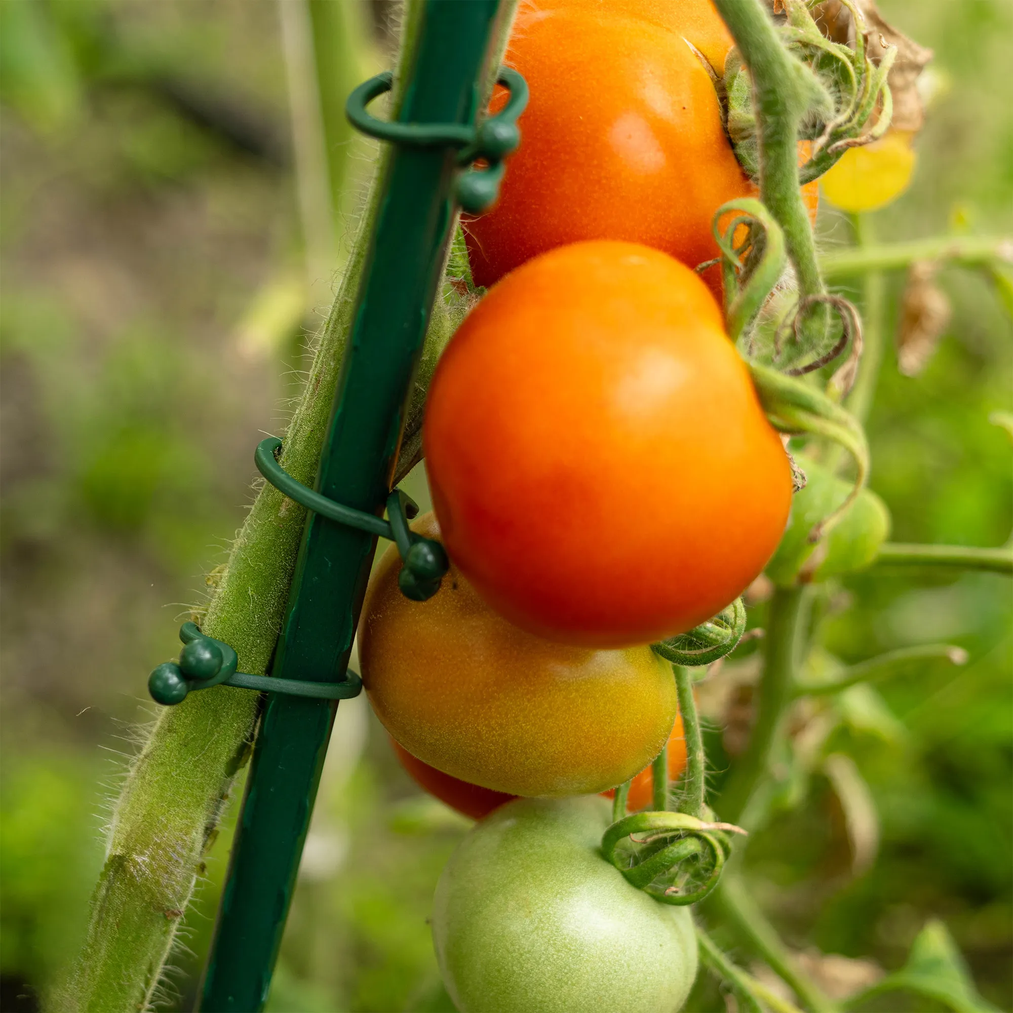 Trezze augalų spaustukai 50 vnt. 18 mm