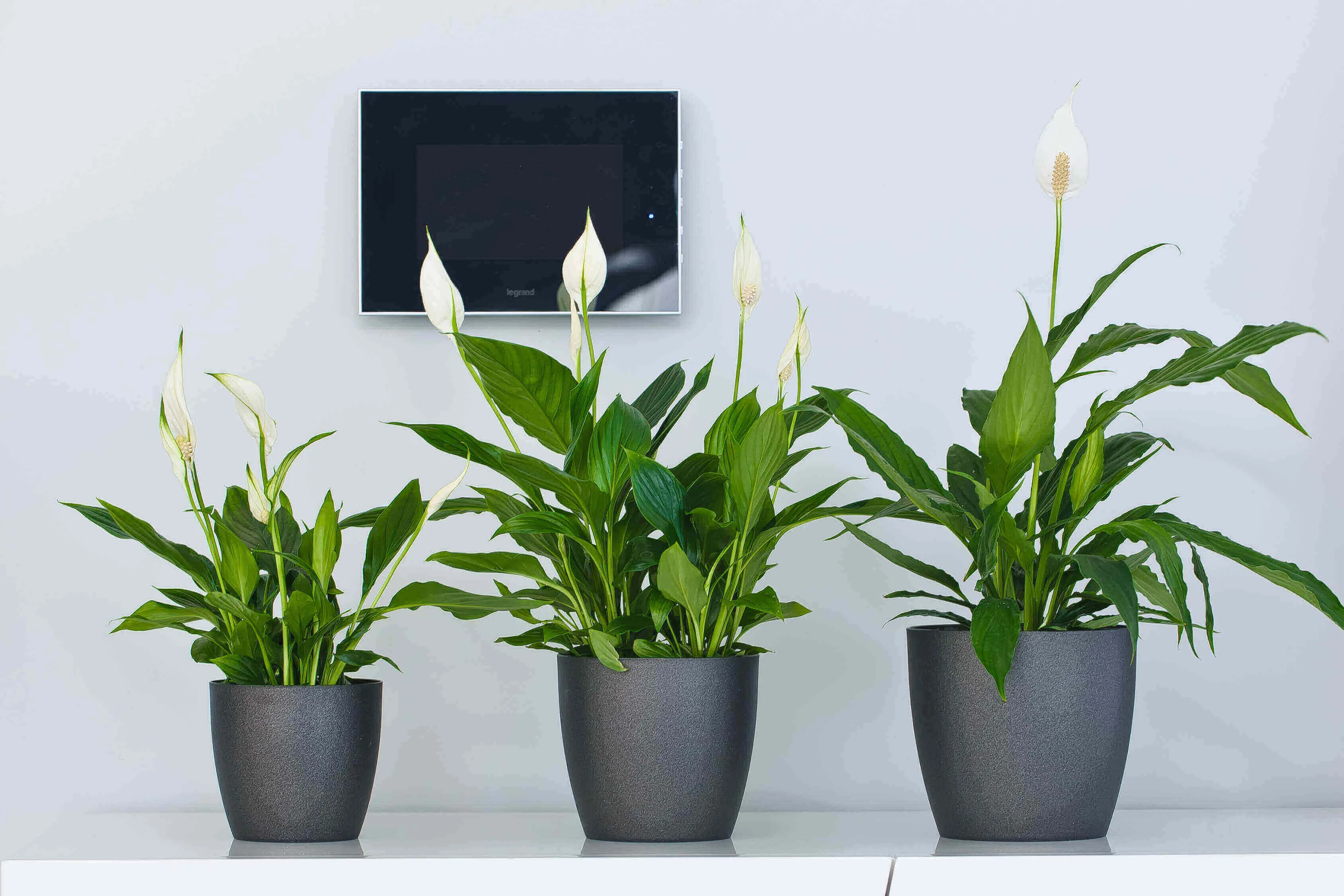 Agen vazonas su lėkštute 12 cm