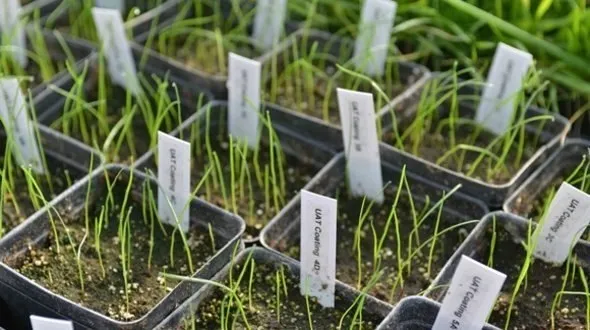 Barenbrug Universal RPR Play&Sport sportinė žolė 1 kg