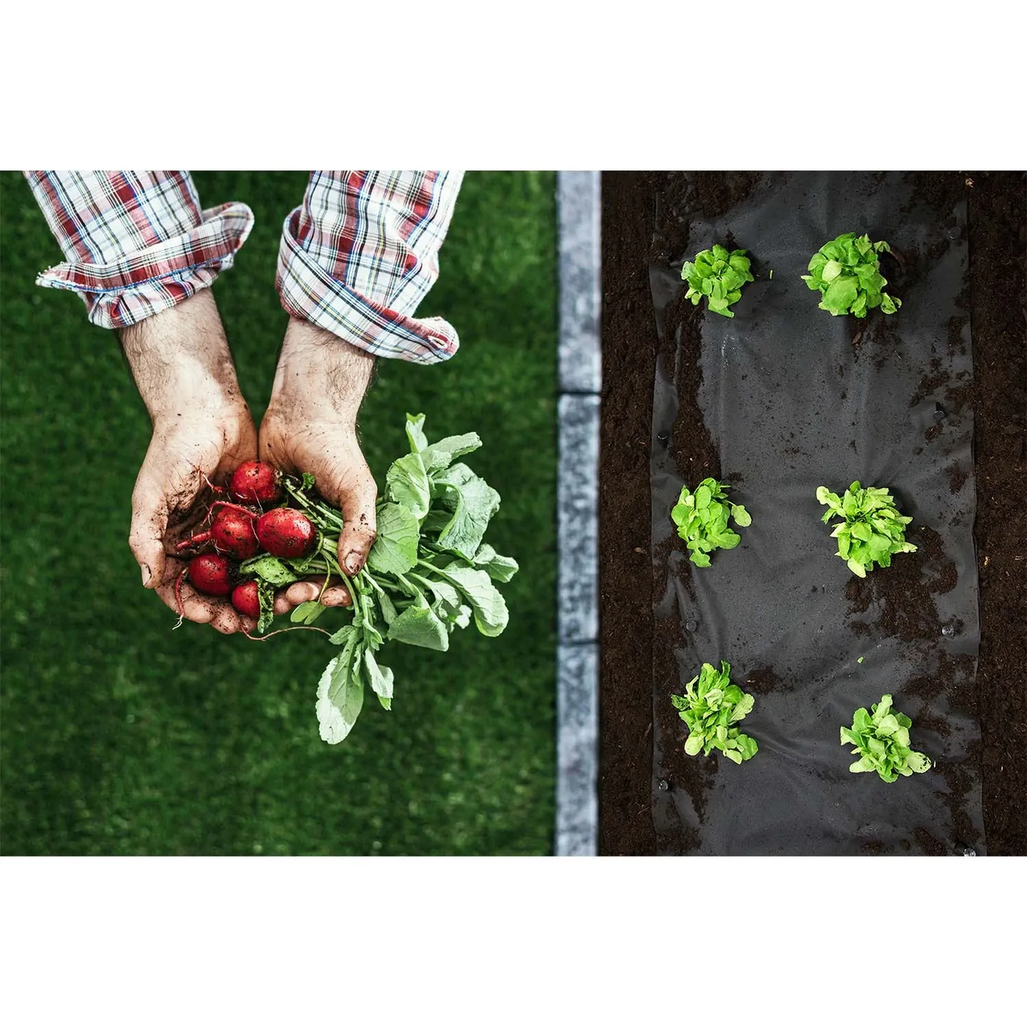 Sodo agrotekstilė 1,6 m x 100 m 90 g/m2 + 100 „Plonos“ smeigtukų - juoda - nuotrauka 1
