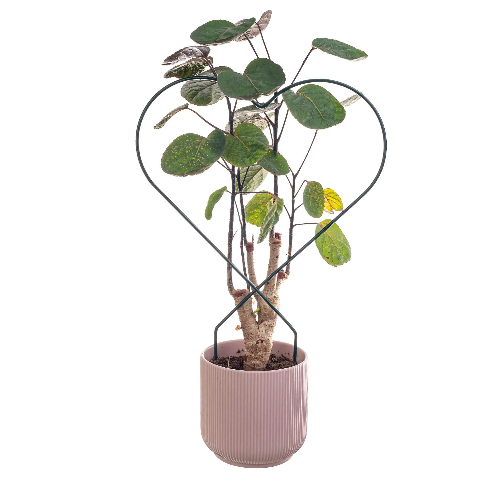 Fora širdies formos puodo laikikliai, 3 vnt.