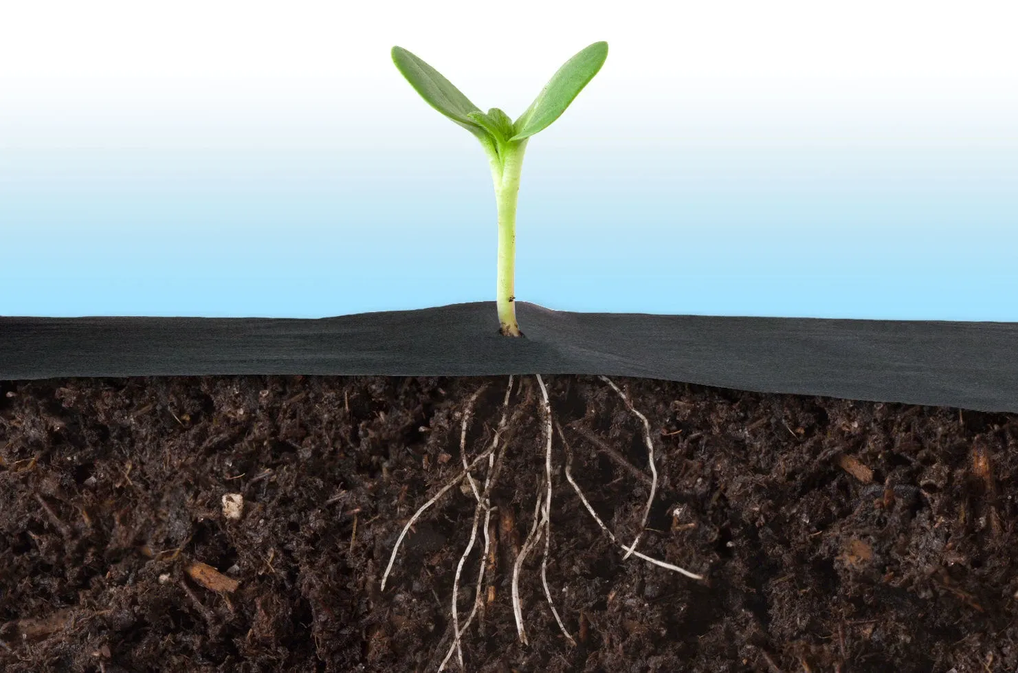 Sodo agrotekstilė 1,6 m x 50 m + 100 Plonos kaiščių - nuotrauka 1