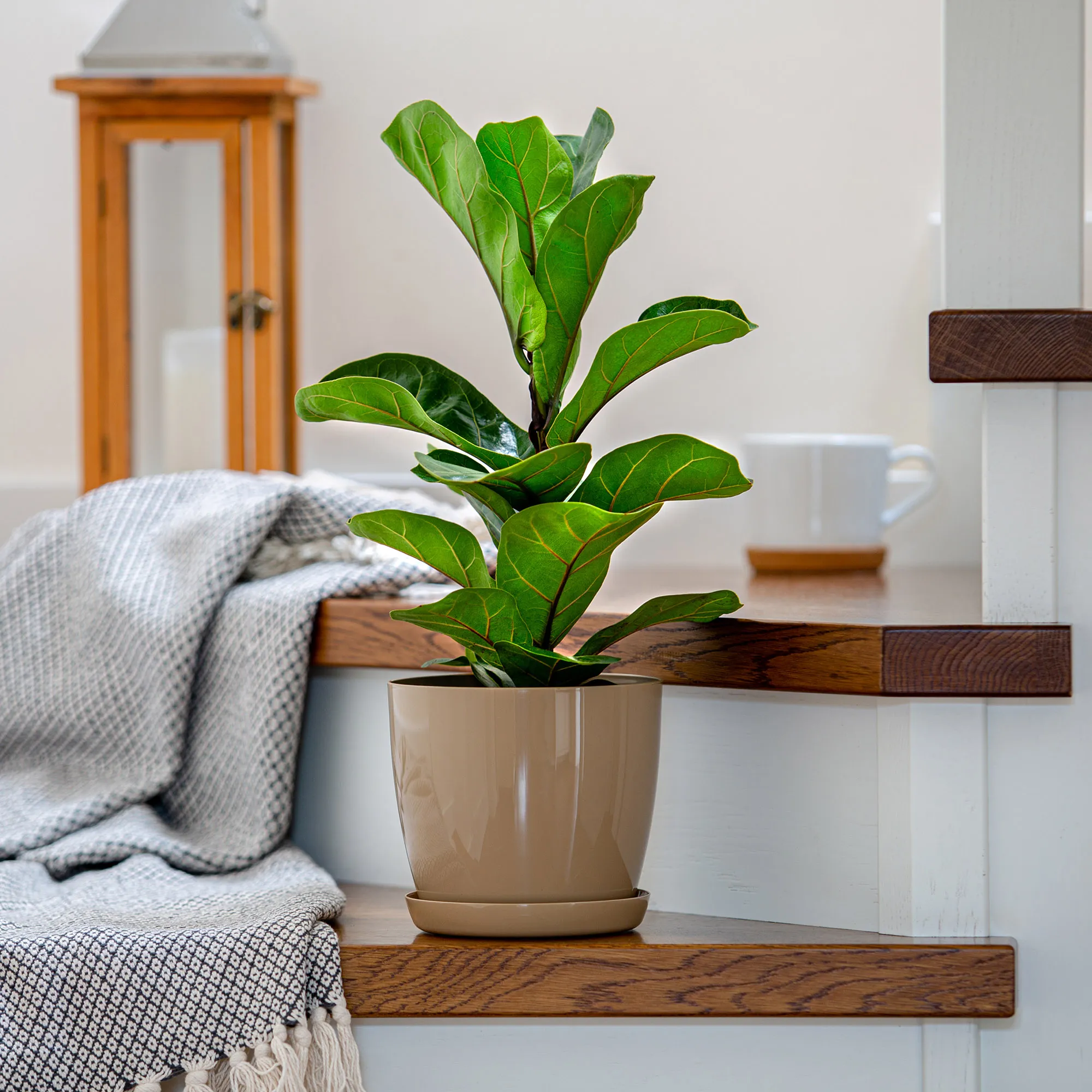 Agen gėlių vazonas su smėlio spalvos lėkštute