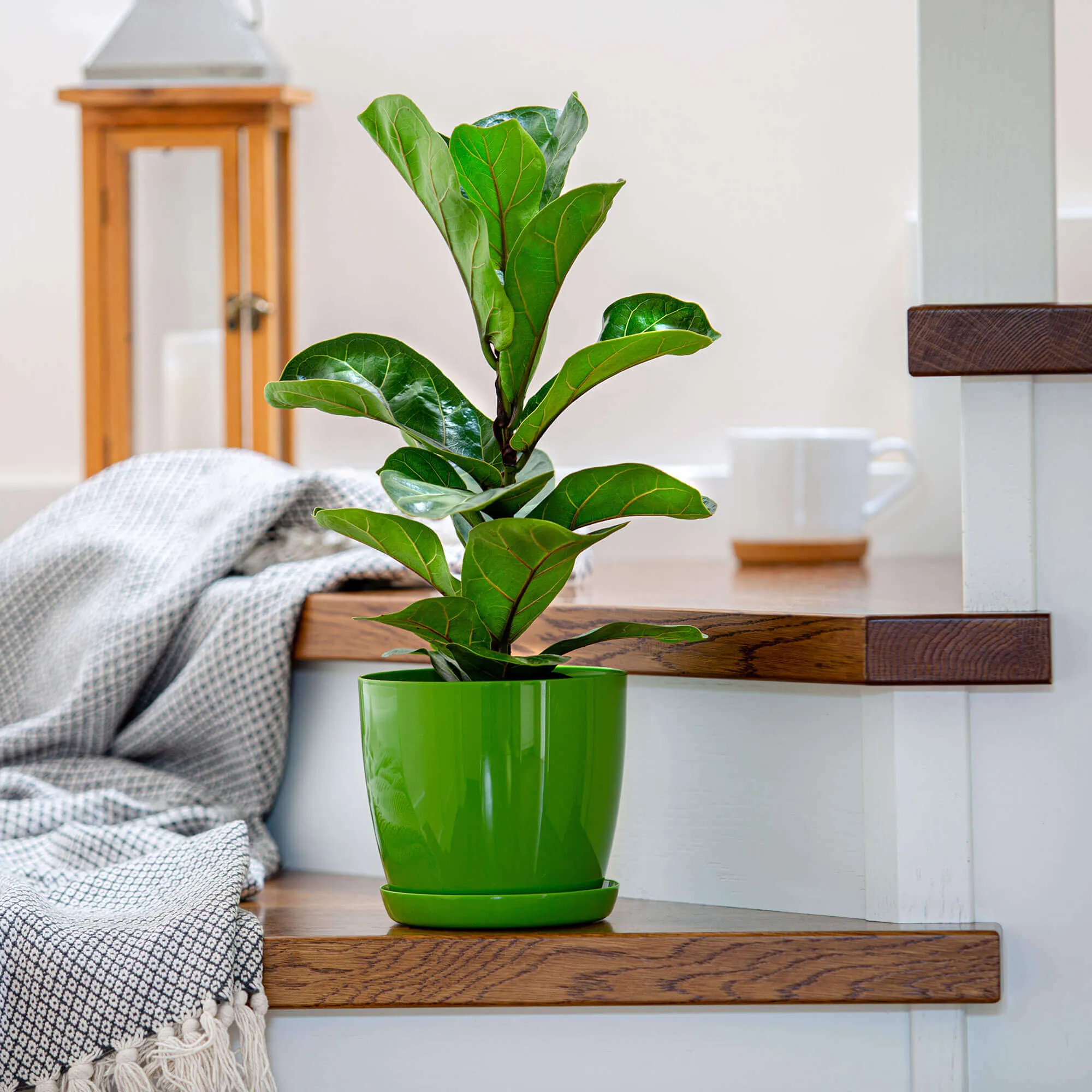 Agen vazonas su lėkštute 14 cm