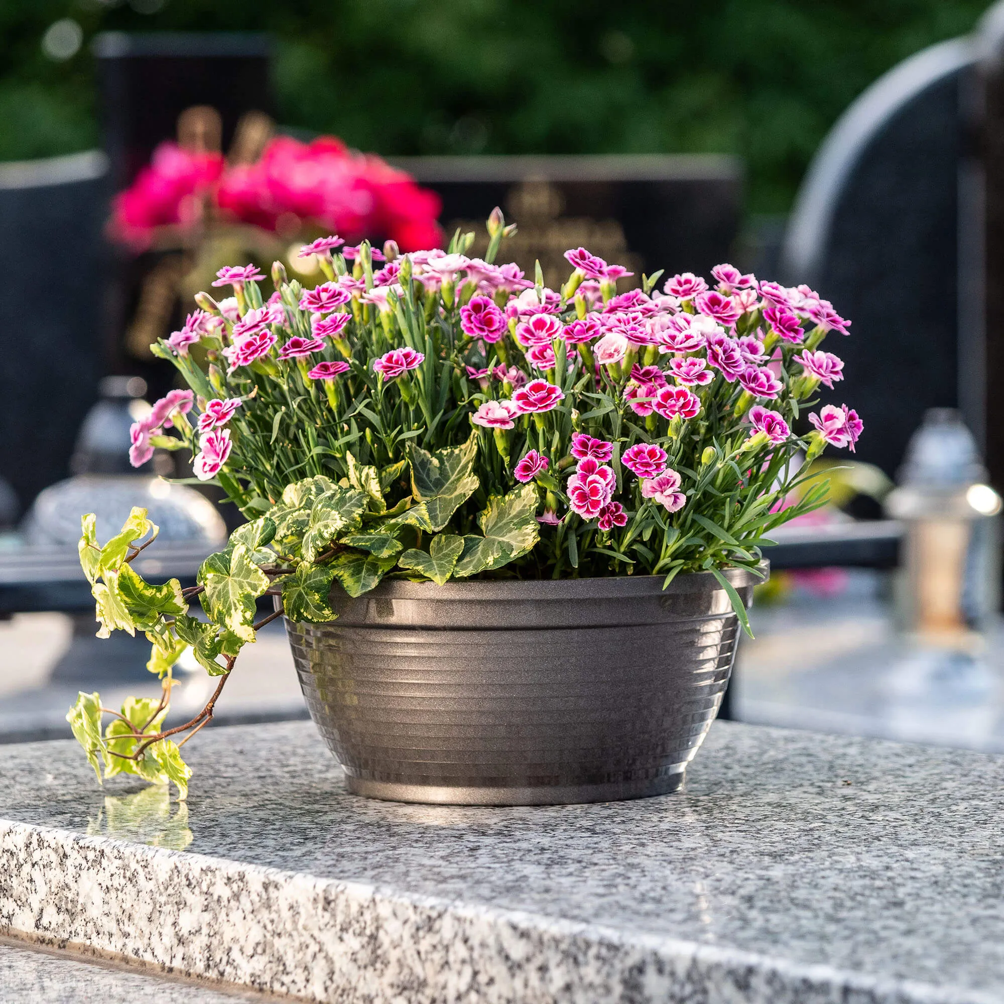 Verrna kapinių gėlių dubuo 26 x 12 cm