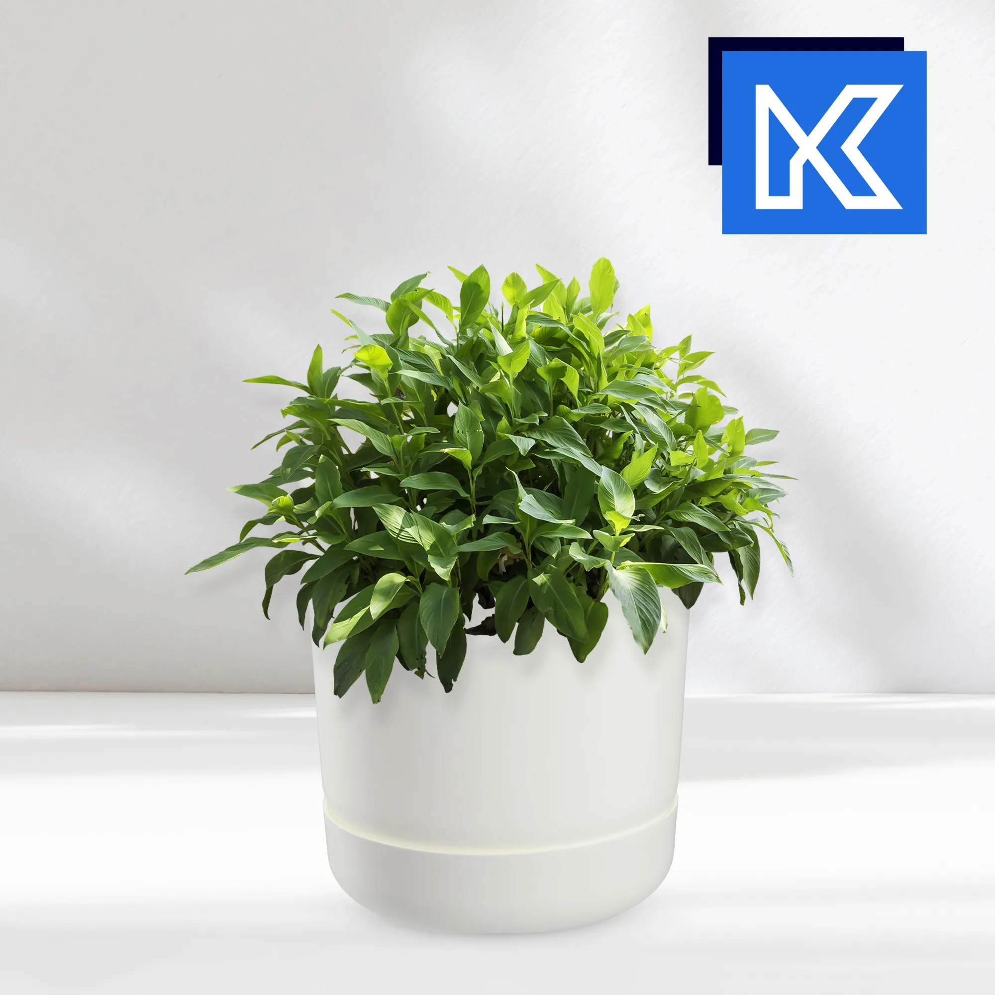 Kama vazonas su lėkštute 13 cm