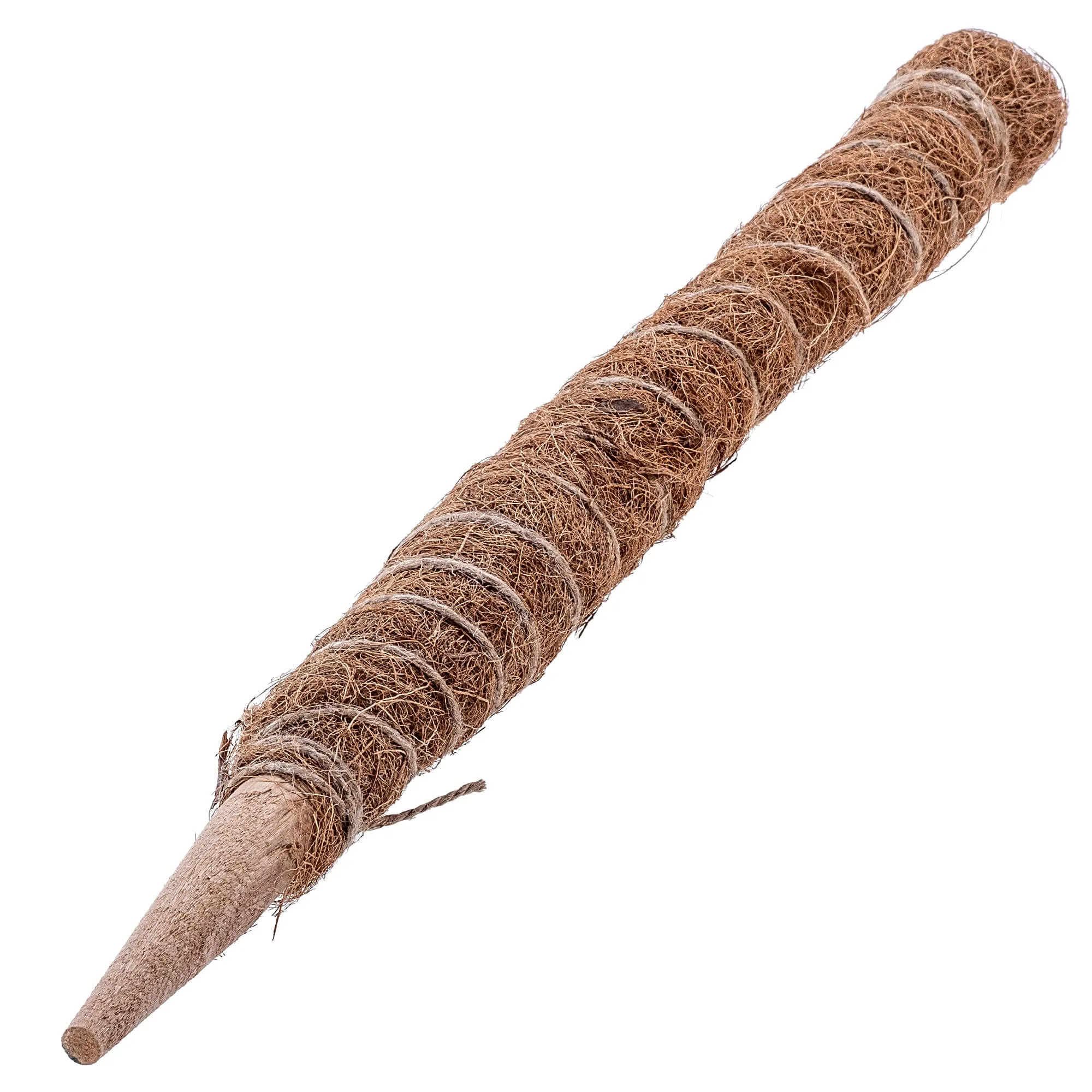 Cande kokoso augalo kuolas 60 cm vazoninis atraminis elementas 1 vnt.