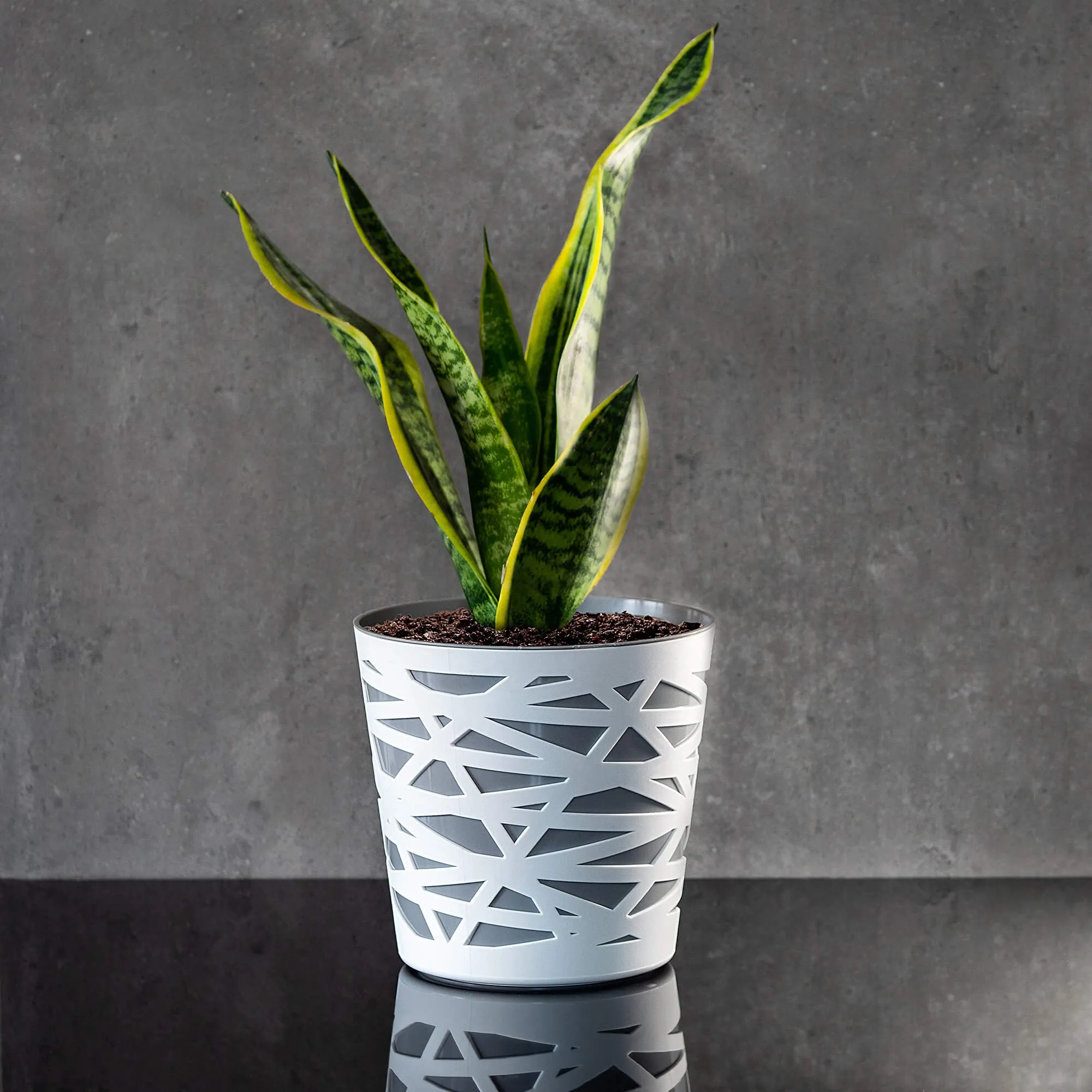 Rusio vazonas su įdėklu 15 cm