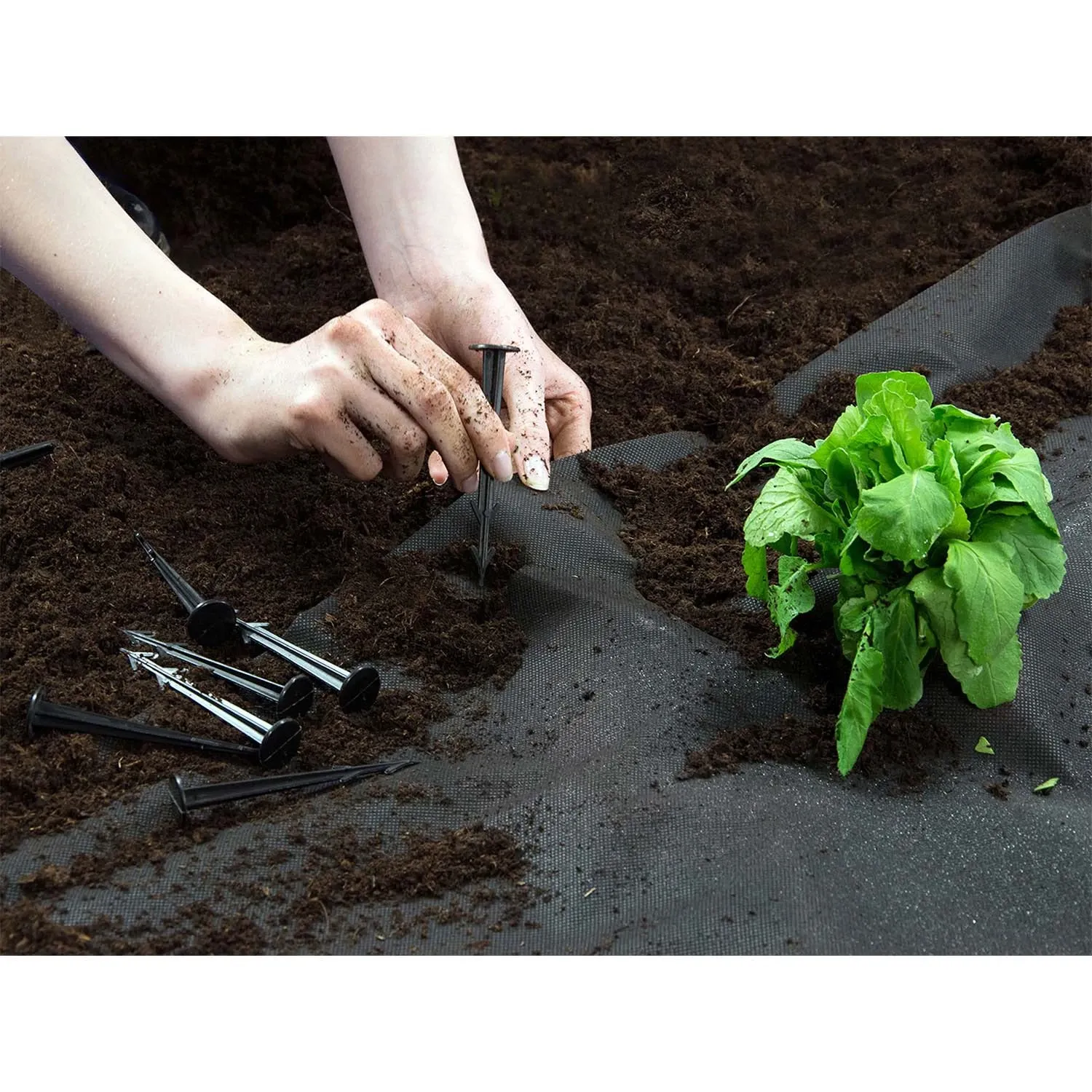 Sodo agrotekstilė 1,6 m x 100 m 90 g/m2 + 100 „Plonos“ smeigtukų - juoda - nuotrauka 1