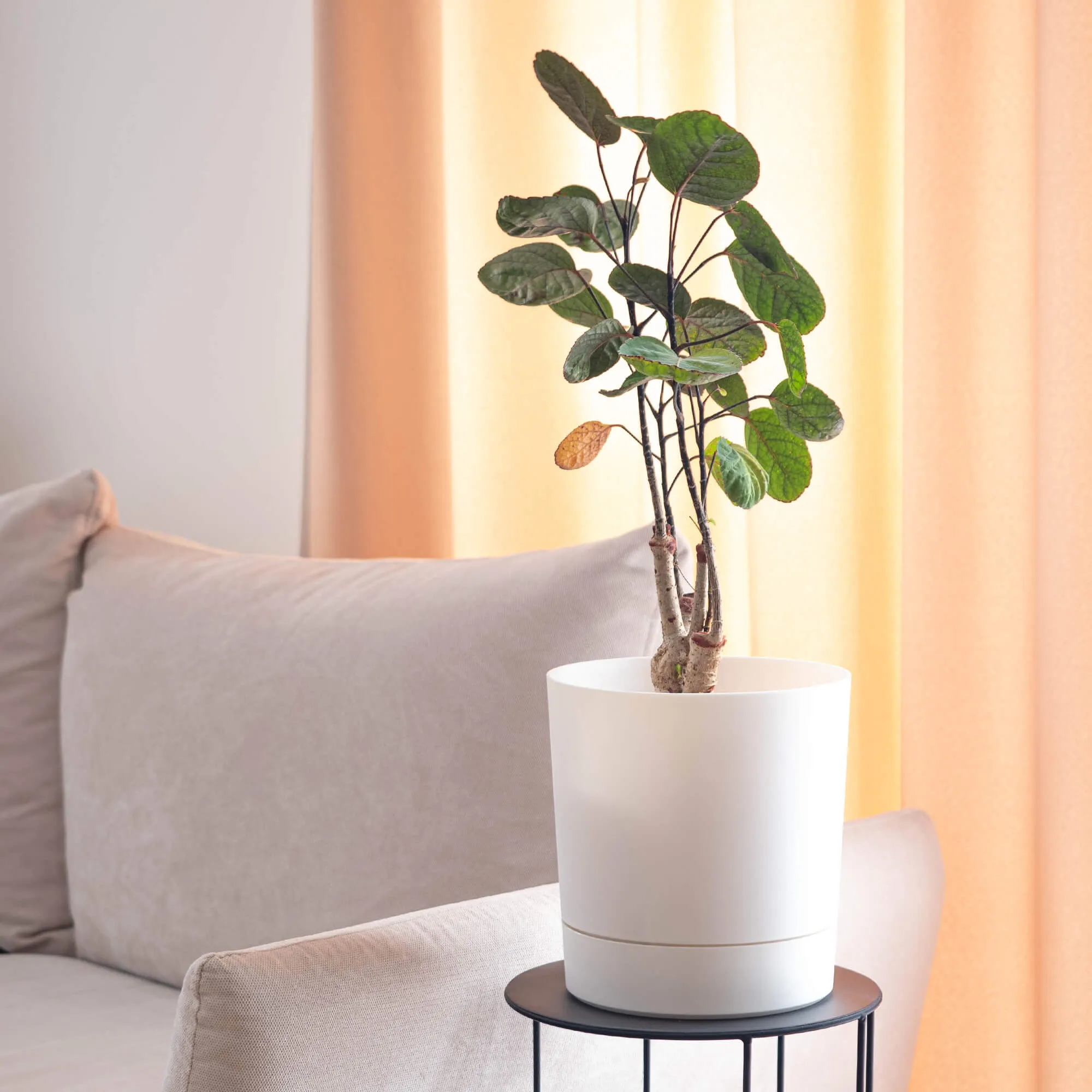 Verri vazonas su lėkštute 14