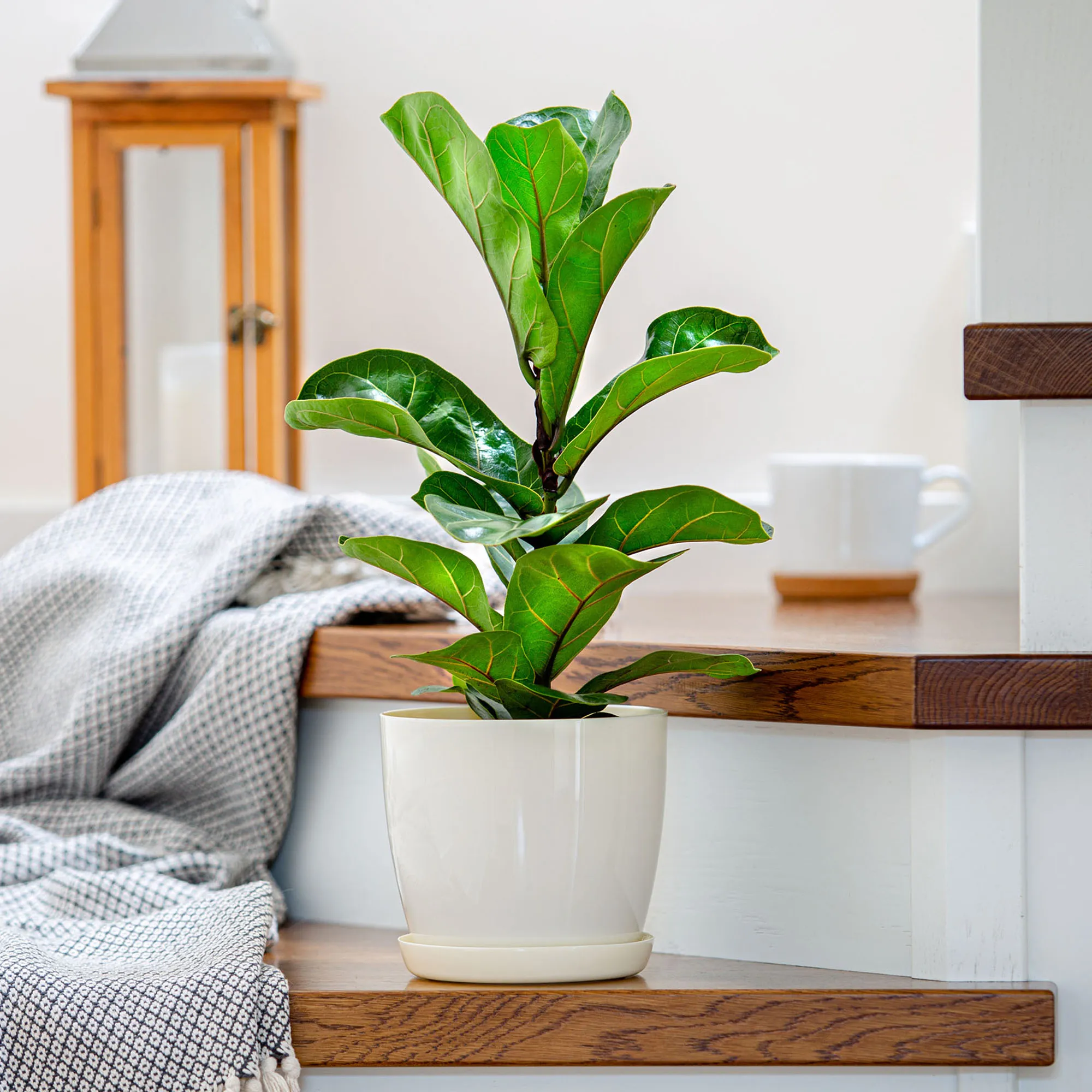 Agen vazonas su grietinėlės lėkštute 20 cm, 3 vnt.