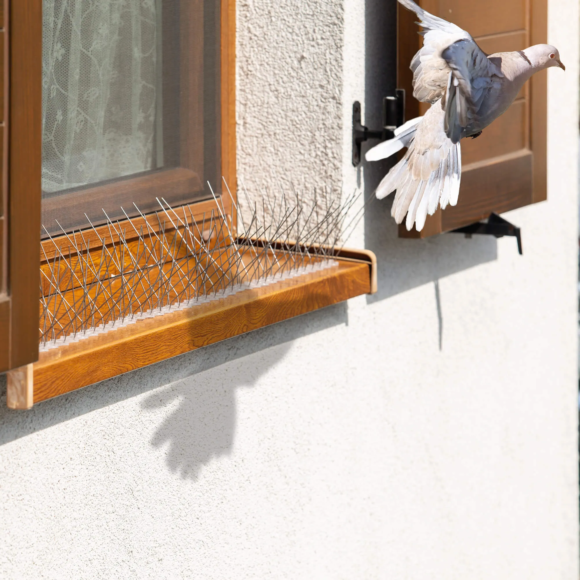 Paukščių spygliai 33 x 10 cm, 1 vnt.