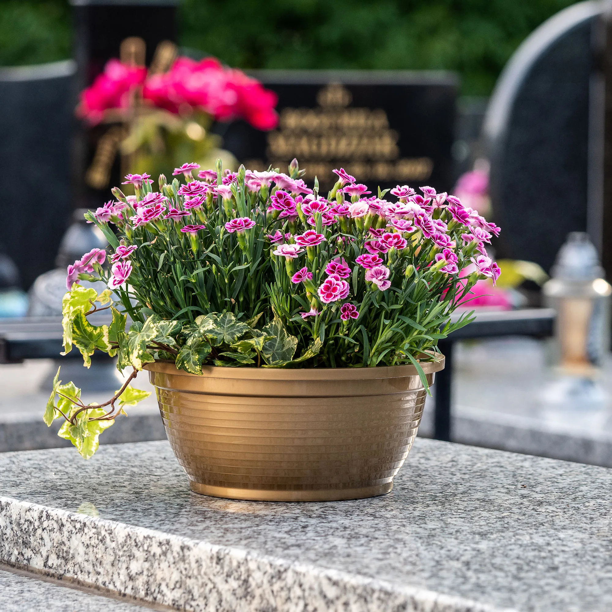 Verna kapinių gėlių dubuo 22 x 10 cm