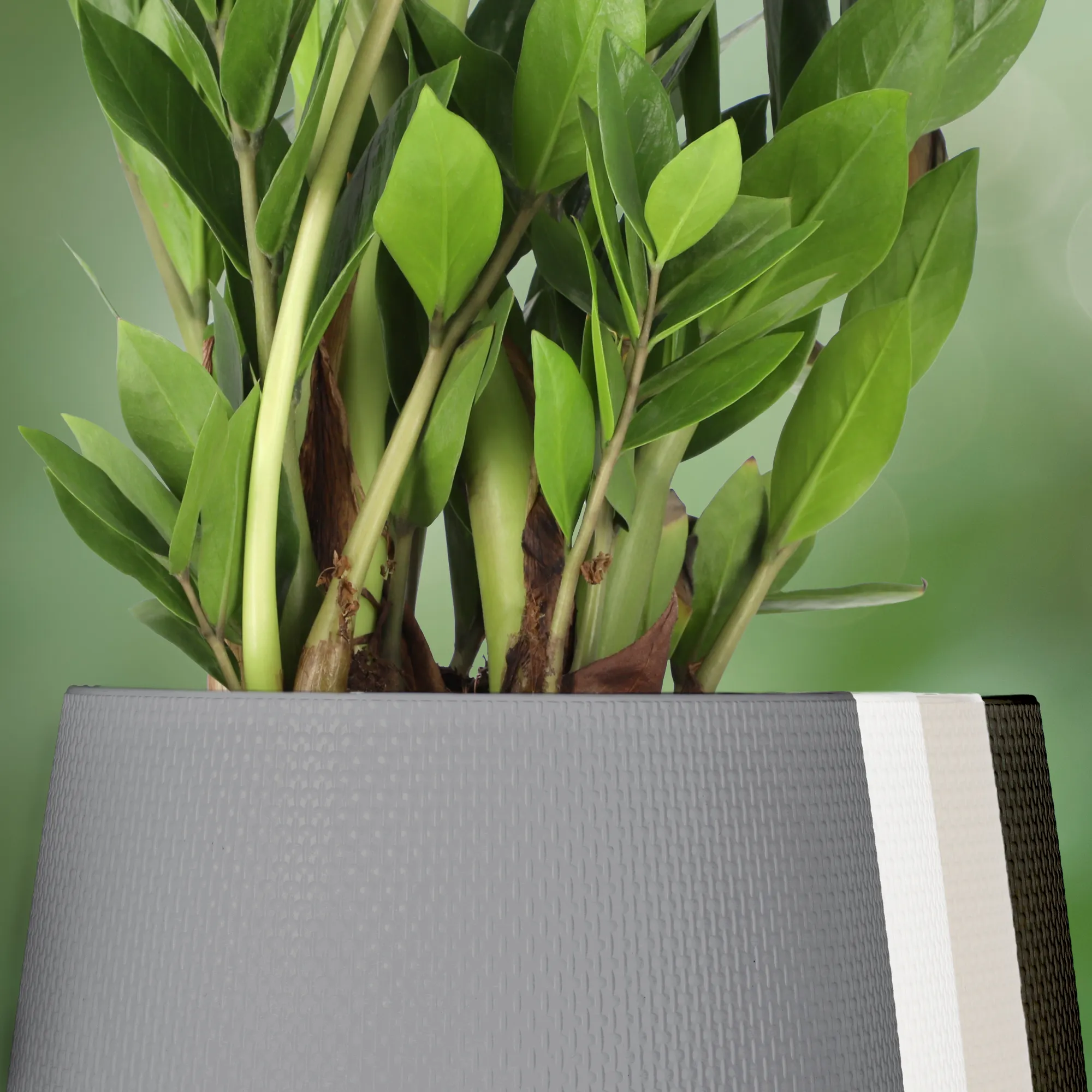 Peri vazonas su lėkštute 13 cm