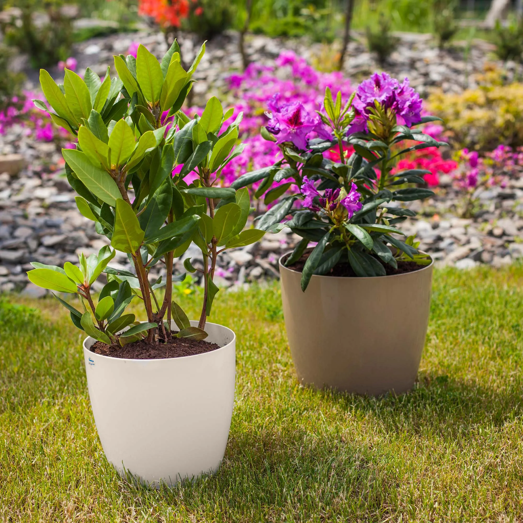 Agen vazonas su grietinėlės lėkštute 18 cm, 3 vnt.