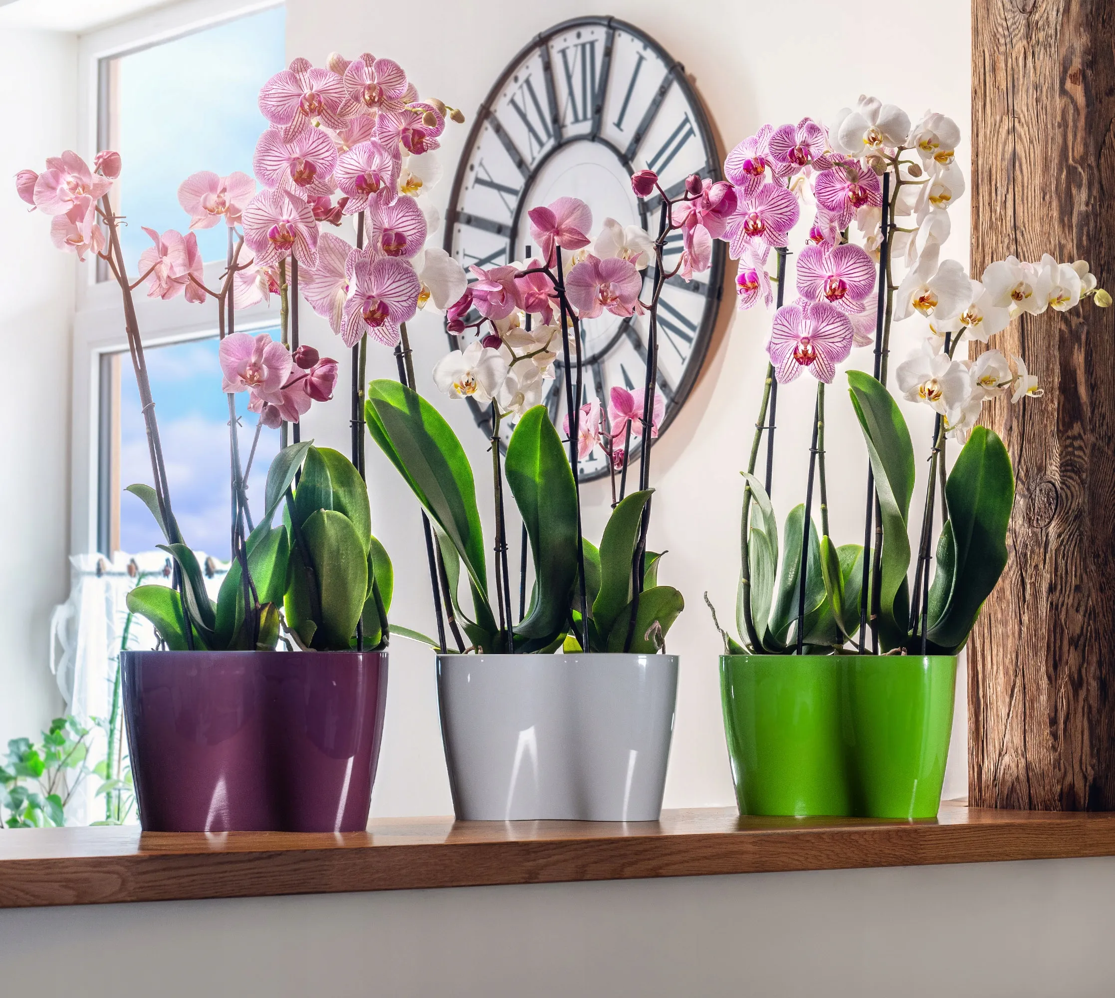 Fermo dvigubas orchidėjų vazonas 23 x 15 cm
