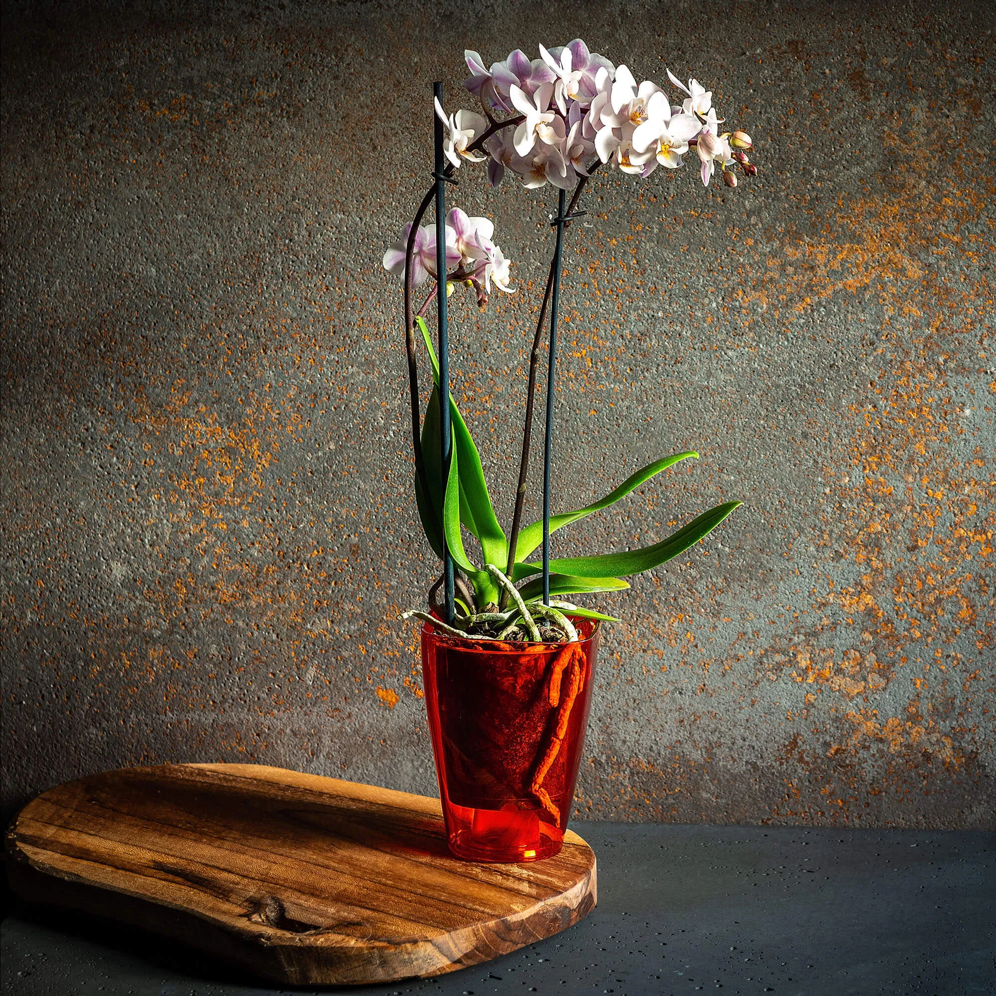 Menfi kvadratinis vazonas 13 cm