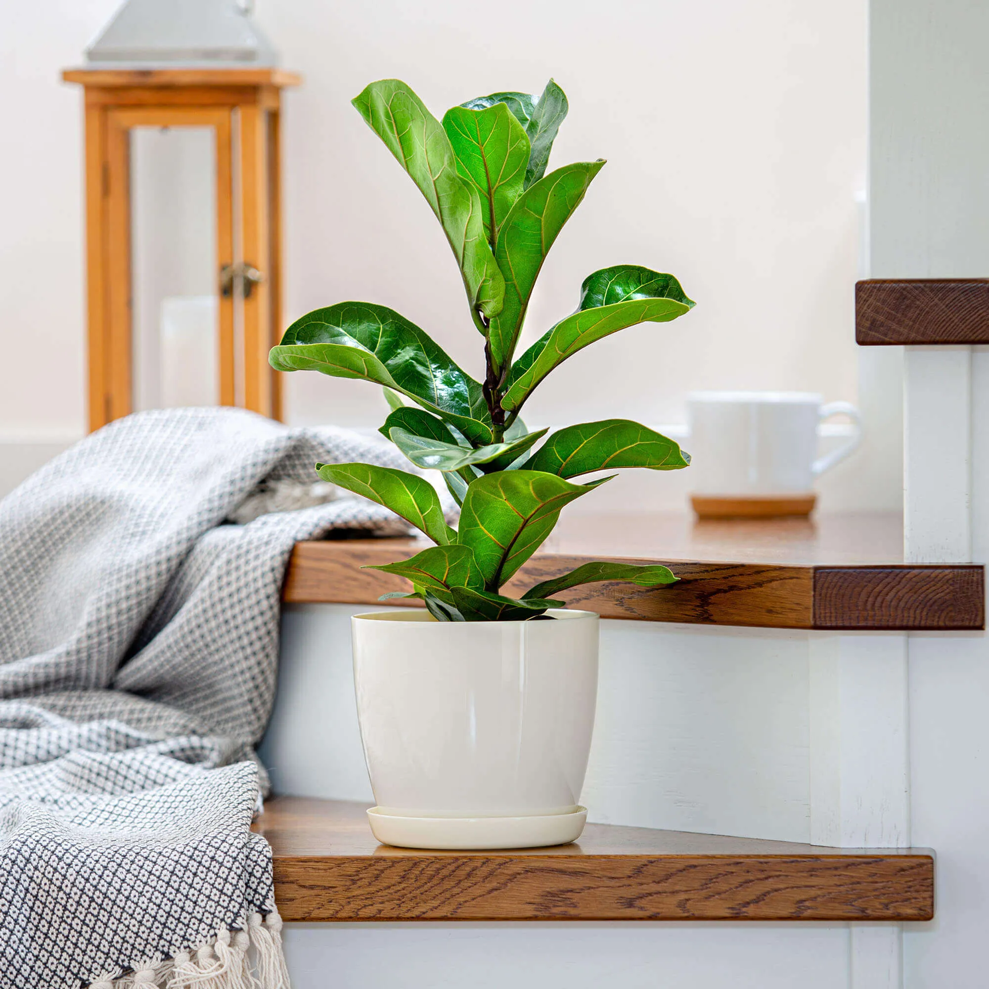 Agen vazonas su lėkštute 28 cm