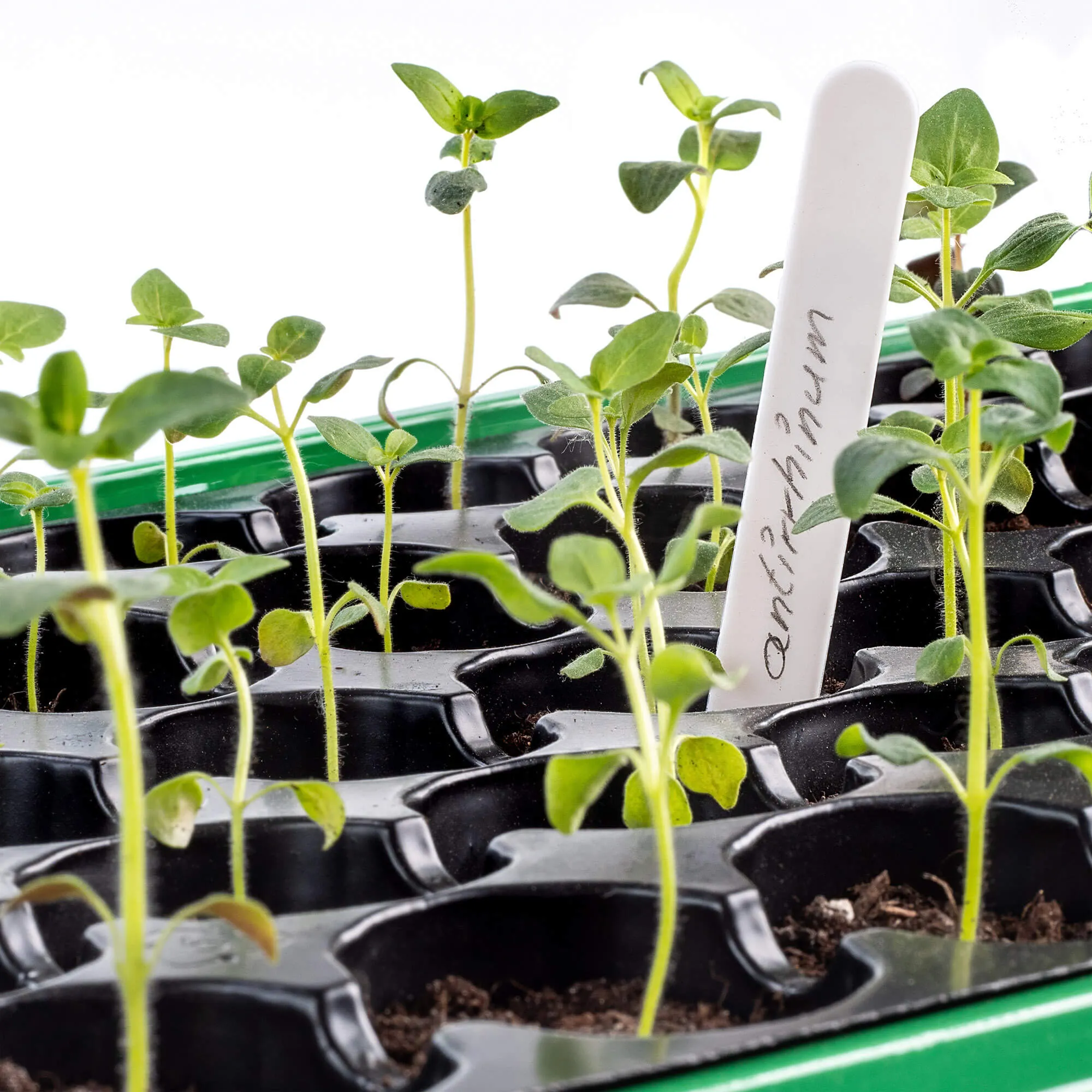 Auriac augalų žymėjimo etiketės, 30 vnt.