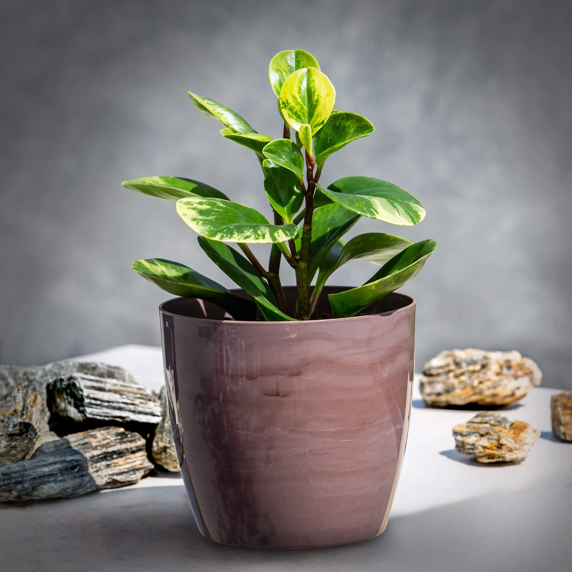 Agen gėlių vazonas 14 cm