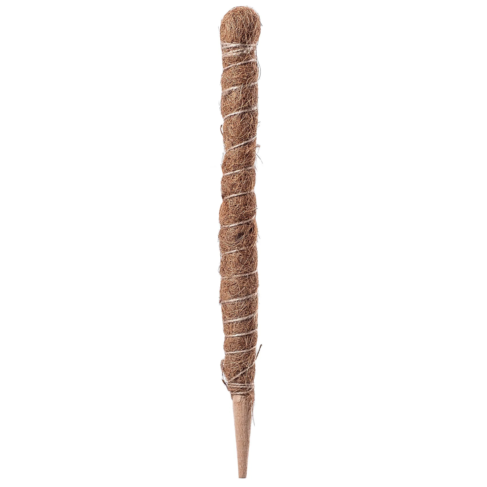 Cande kokoso augalo kuolas 60 cm vazoninis atraminis elementas 1 vnt.
