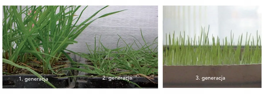 Barenbrug SOS Quick Repair regeneruojamoji žolė 1 kg