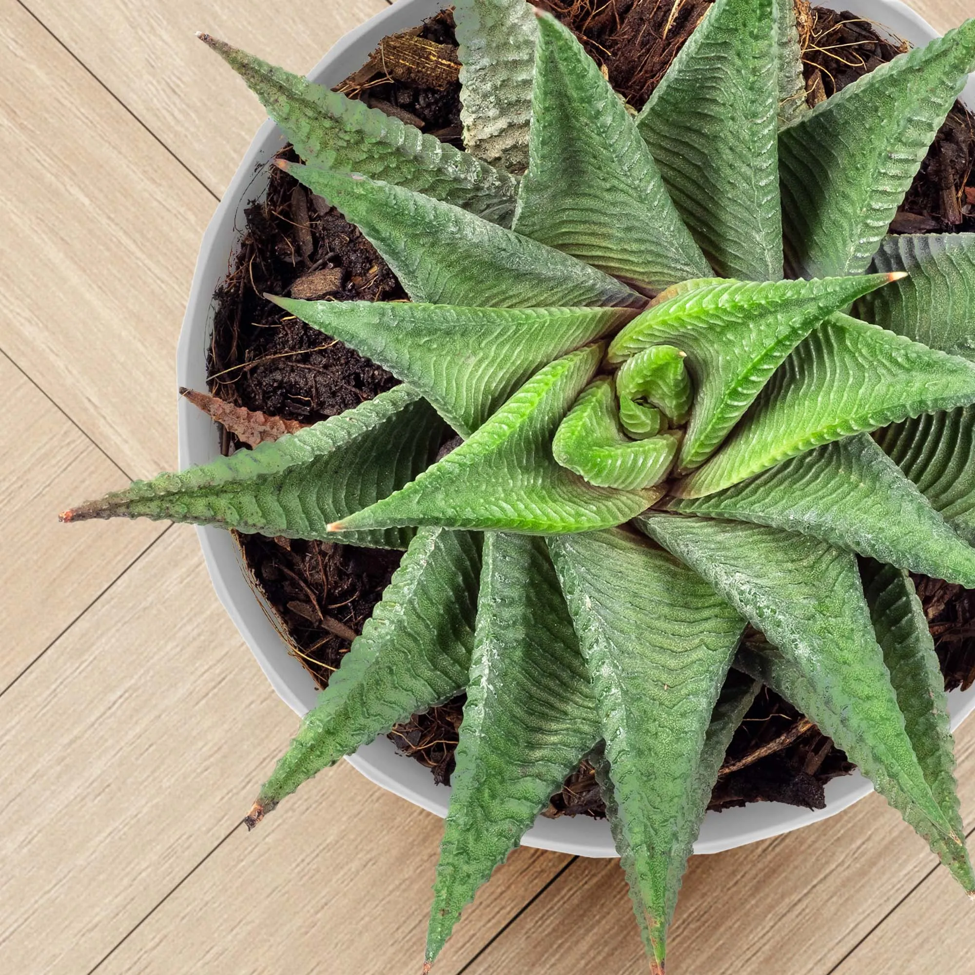 Gėlių vazonas su lėkštute, pilkas Amily, 20 cm, 3 vnt.