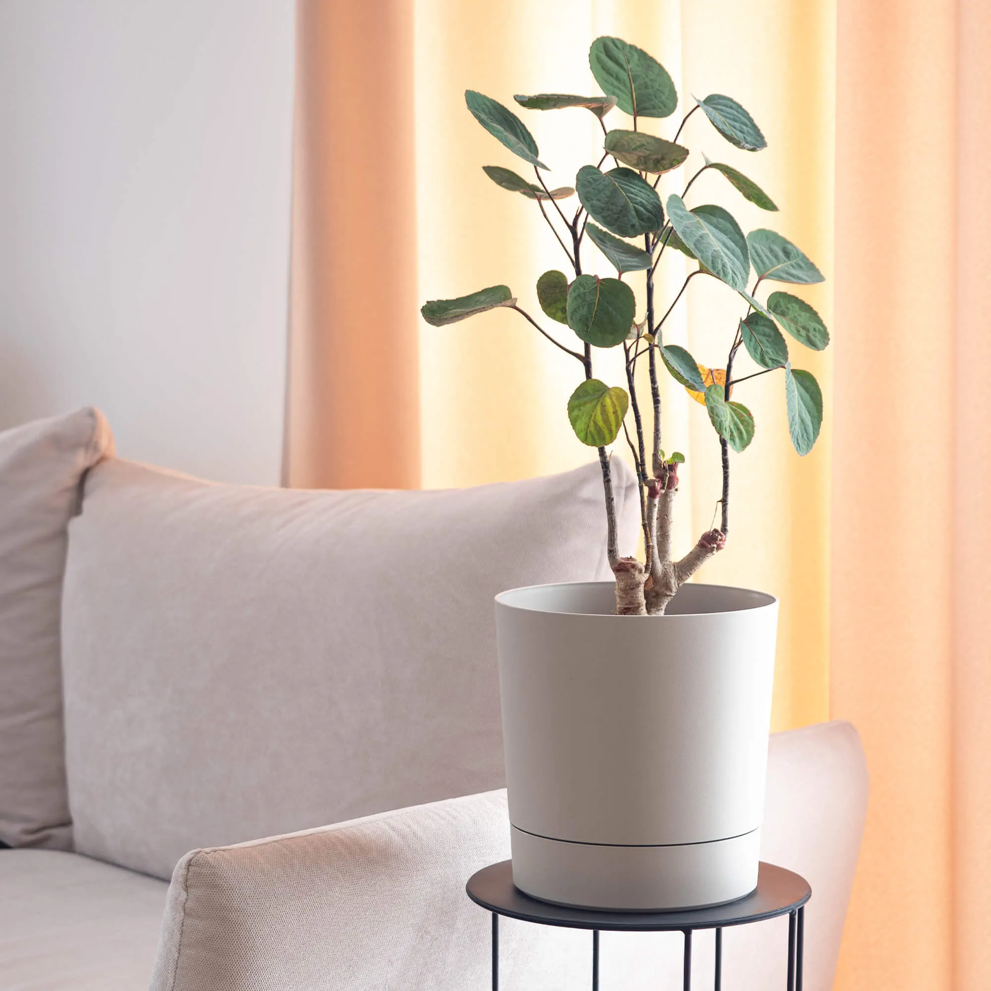 Verri vazonas su lėkštute