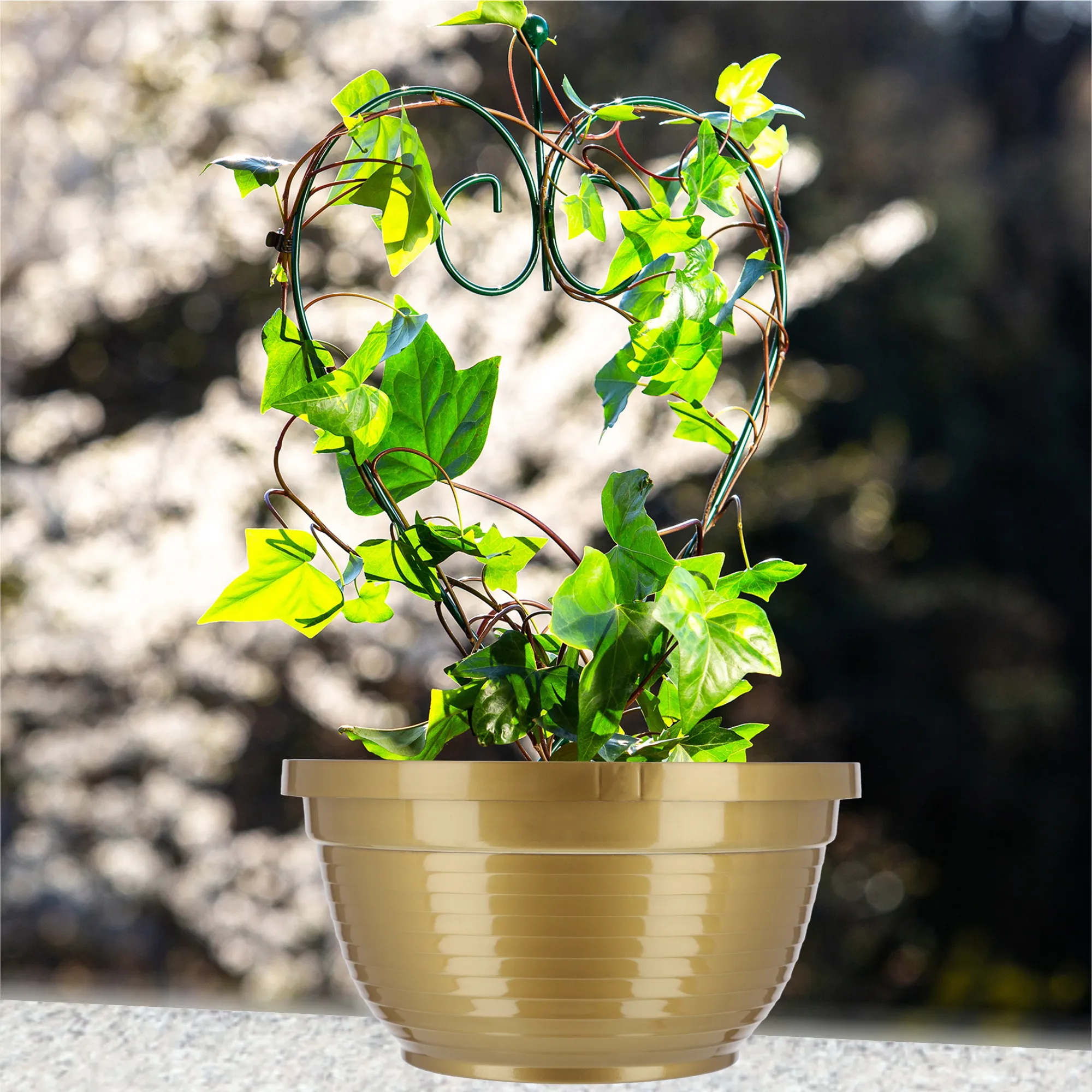 Verna kapinių gėlių dubuo 22 x 10 cm