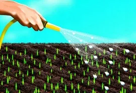 Barenbrug Universal RPR Play&Sport sportinė žolė 1 kg