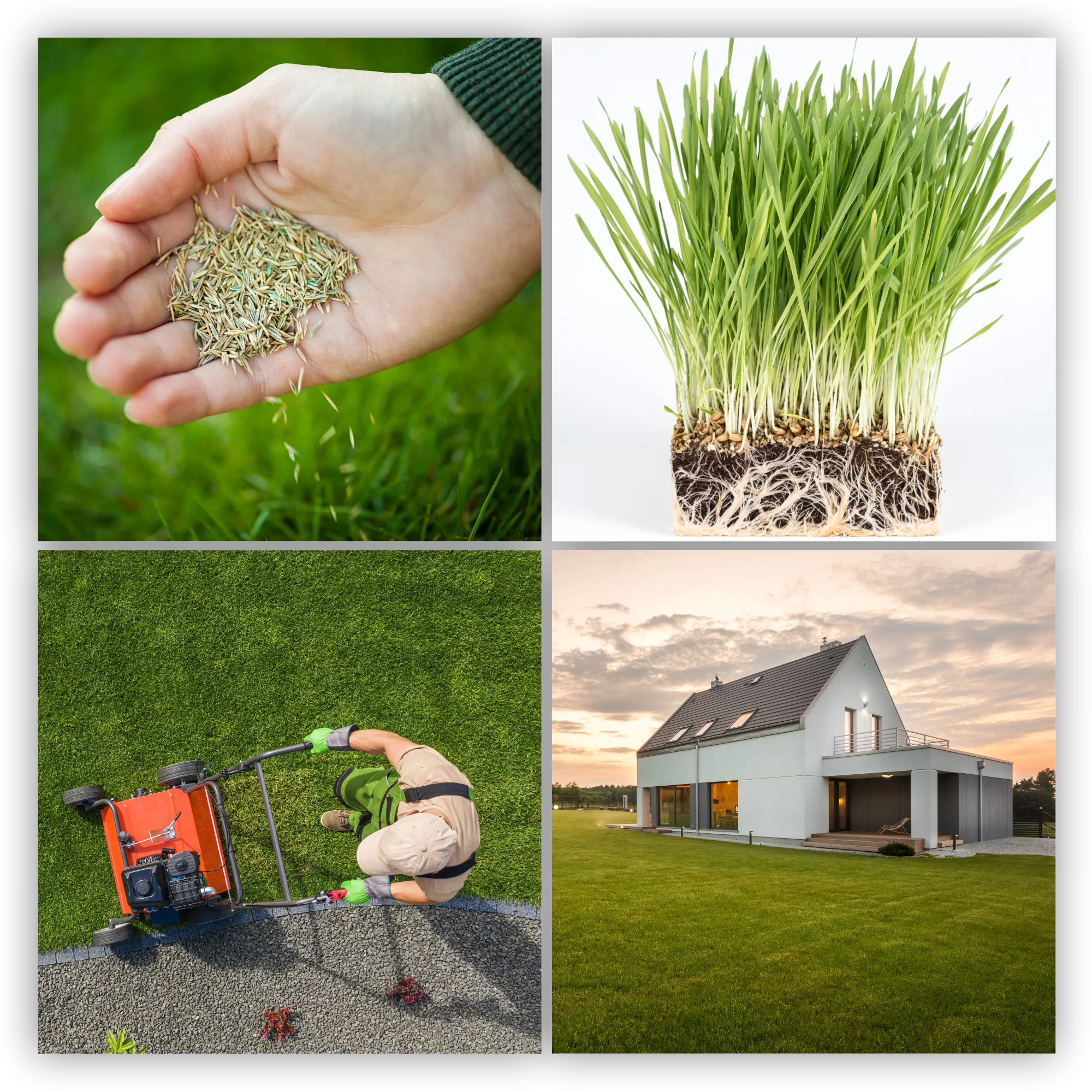 „Riset“ universali žolė, greitai tankėjanti, 1 kg, 50 m2