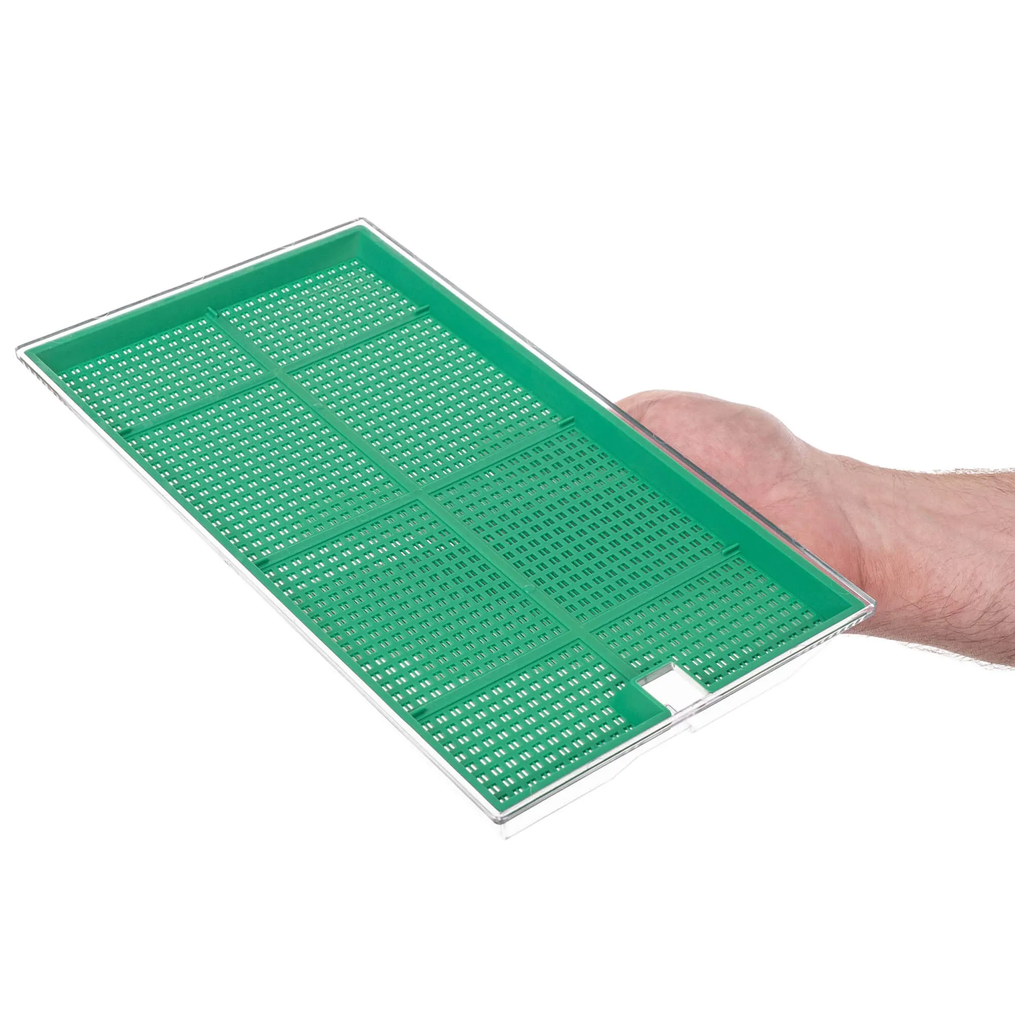 Clion daiginimo įrenginys didelis 27 x 15 cm žalias