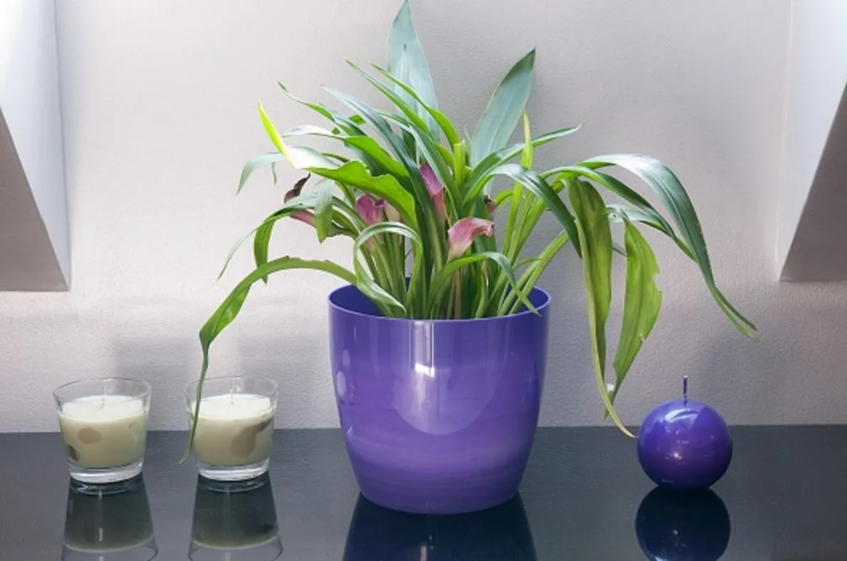 Agen gėlių vazonas 14 cm