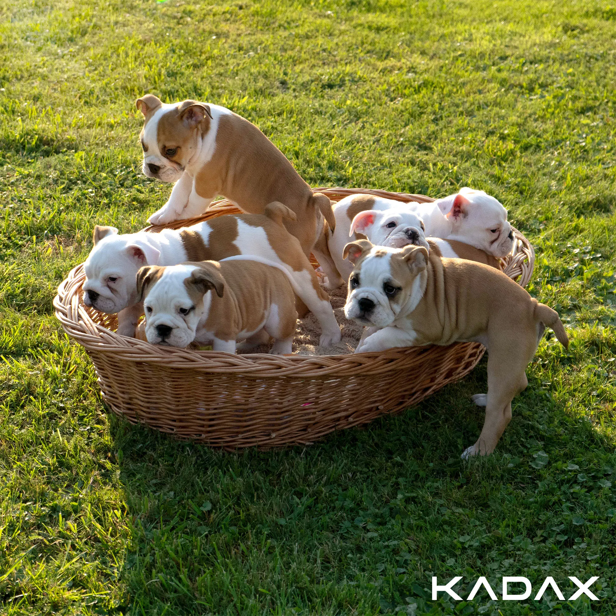 Bardi pintas šezlongas 58 x 32 cm, natūralus