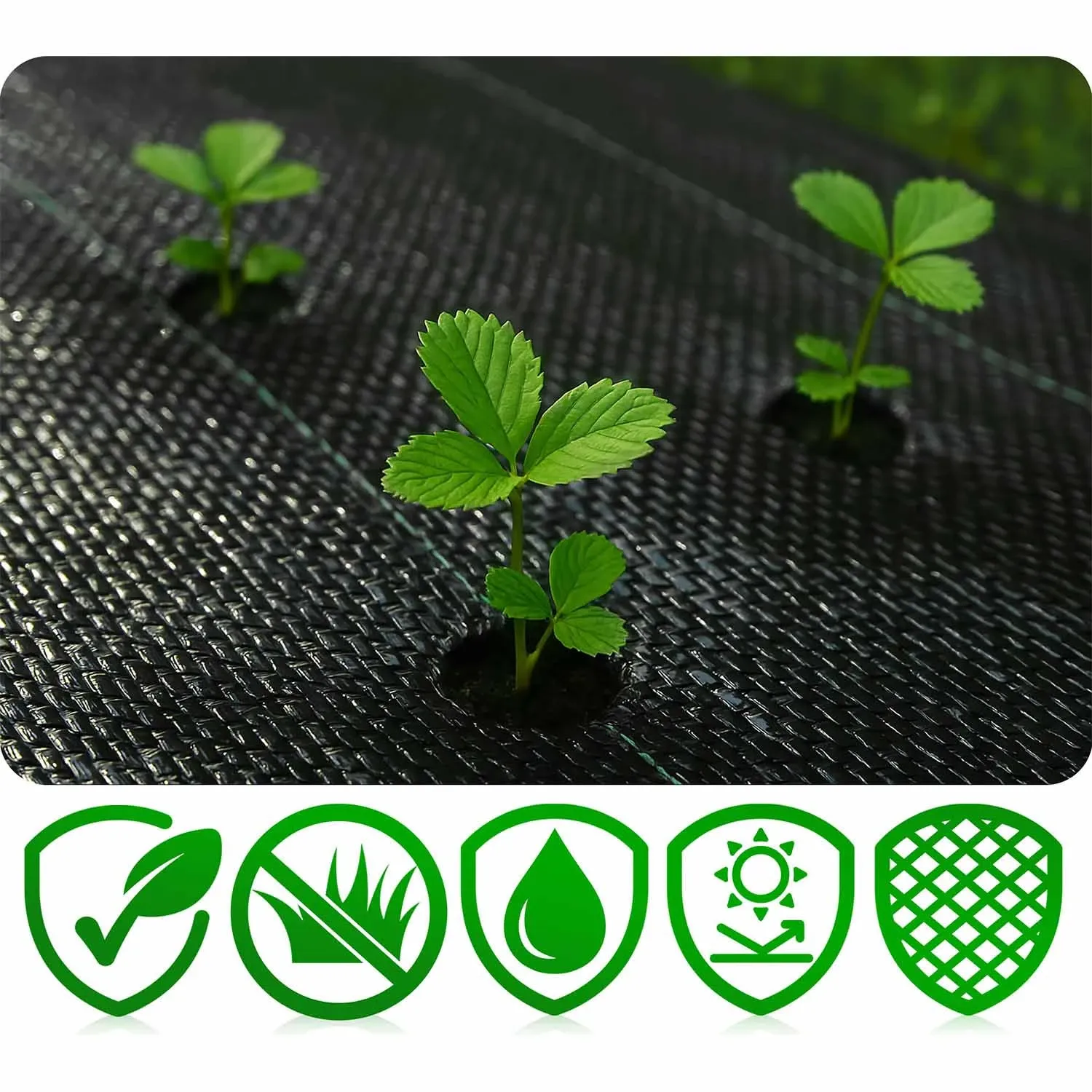 Sodo agrotekstilė 1,6 m x 50 m 70 g/m2 + 50 „Plonos“ kaiščių - juoda - nuotrauka 1