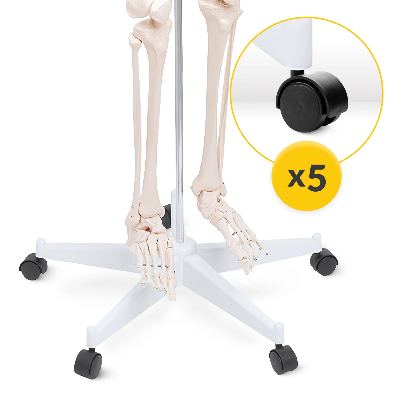 Žmogaus skeleto 180 cm anatominis modelis