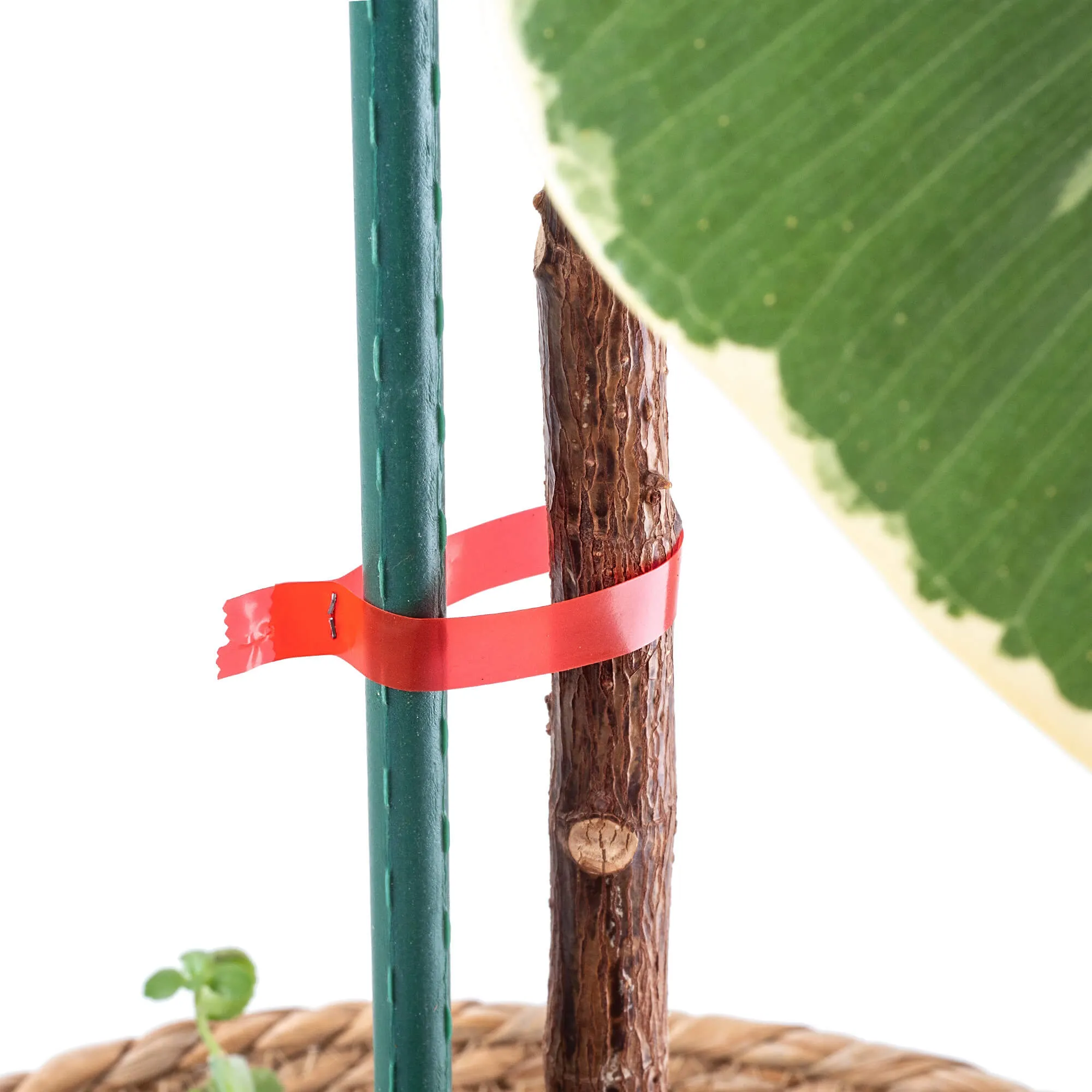 Larret sodo segiklio segiklio rinkinys 7 x 4 mm 10000 vnt.